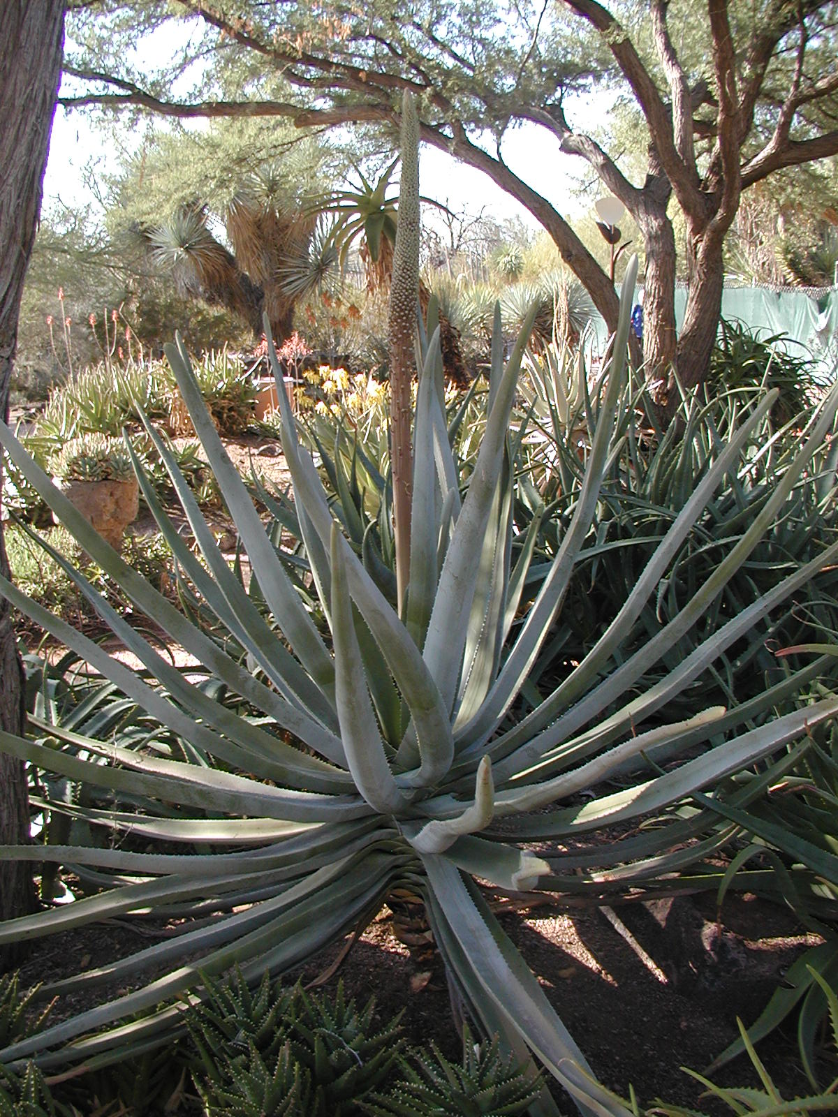 Imagem de referência relacionada a Aloe suzannae, item descrito como espécie de planta