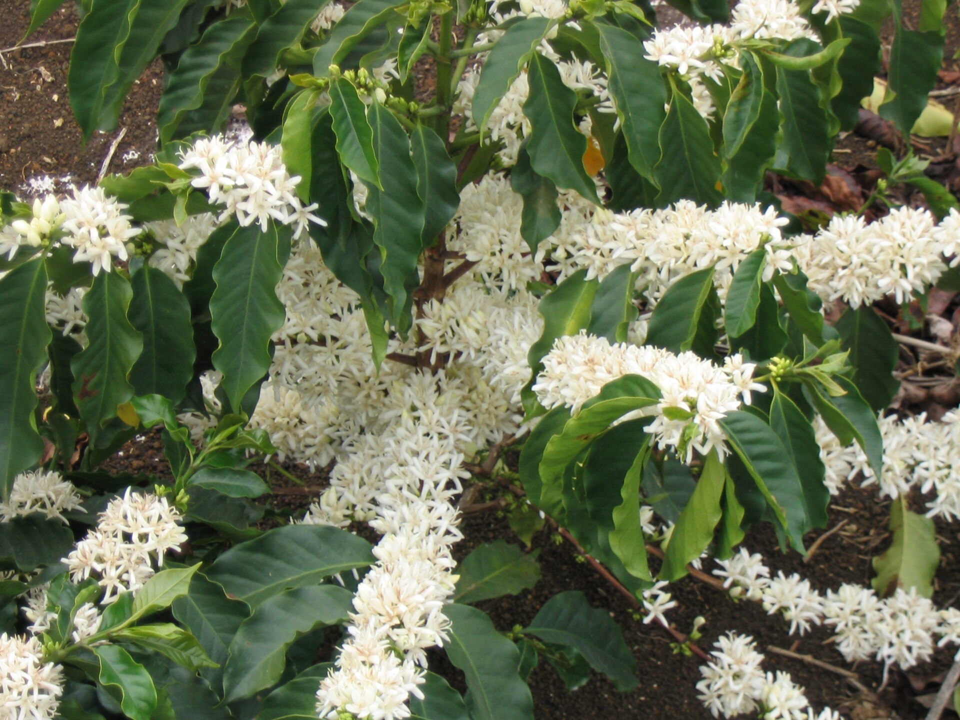 Imagem de referência relacionada a Coffea arabica, item descrito como espécie de planta