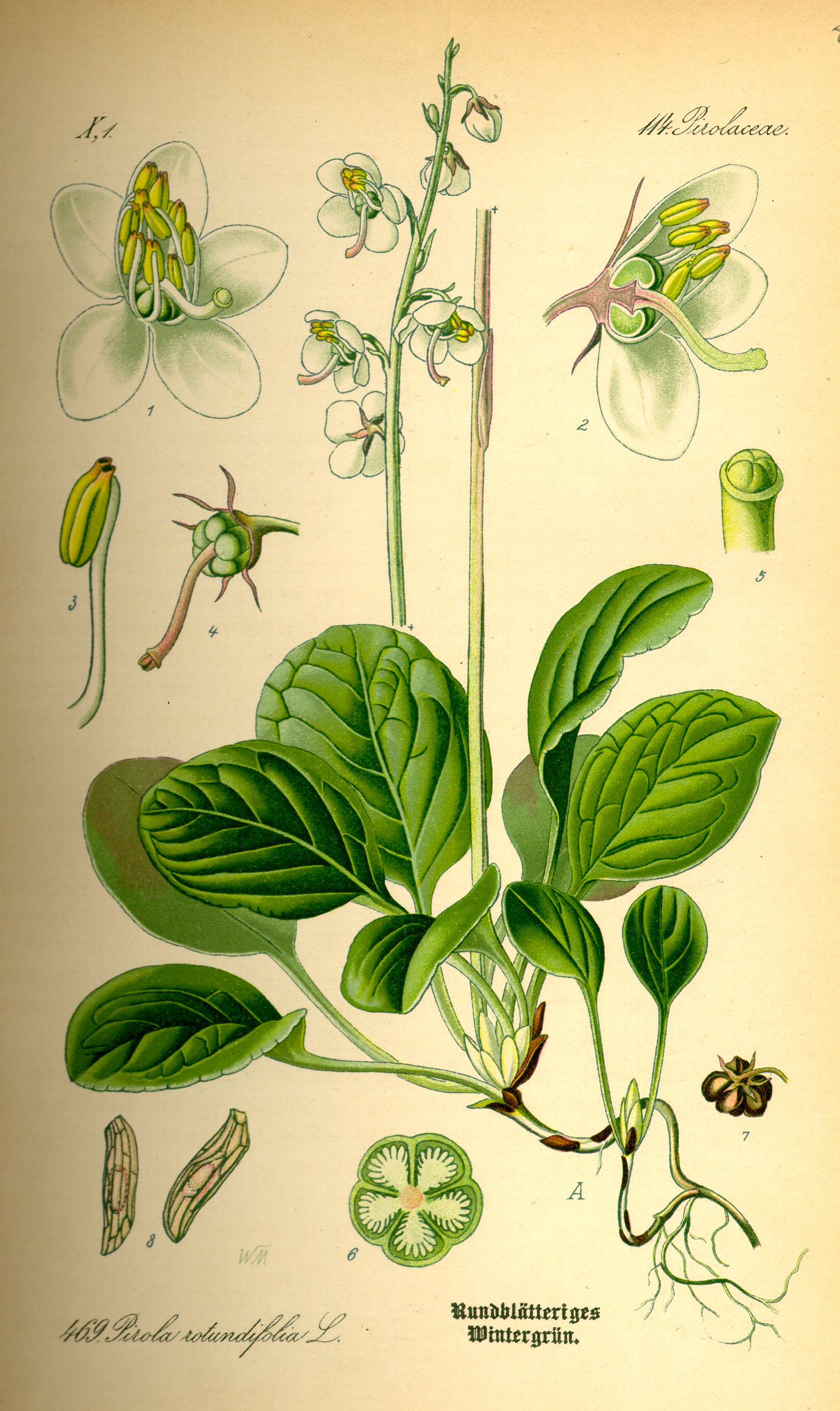 Imagem de referência relacionada a Pyrolaceae, item descrito como registro de referência sobre Pyrolaceae, organizado a partir de dados estruturados abertos