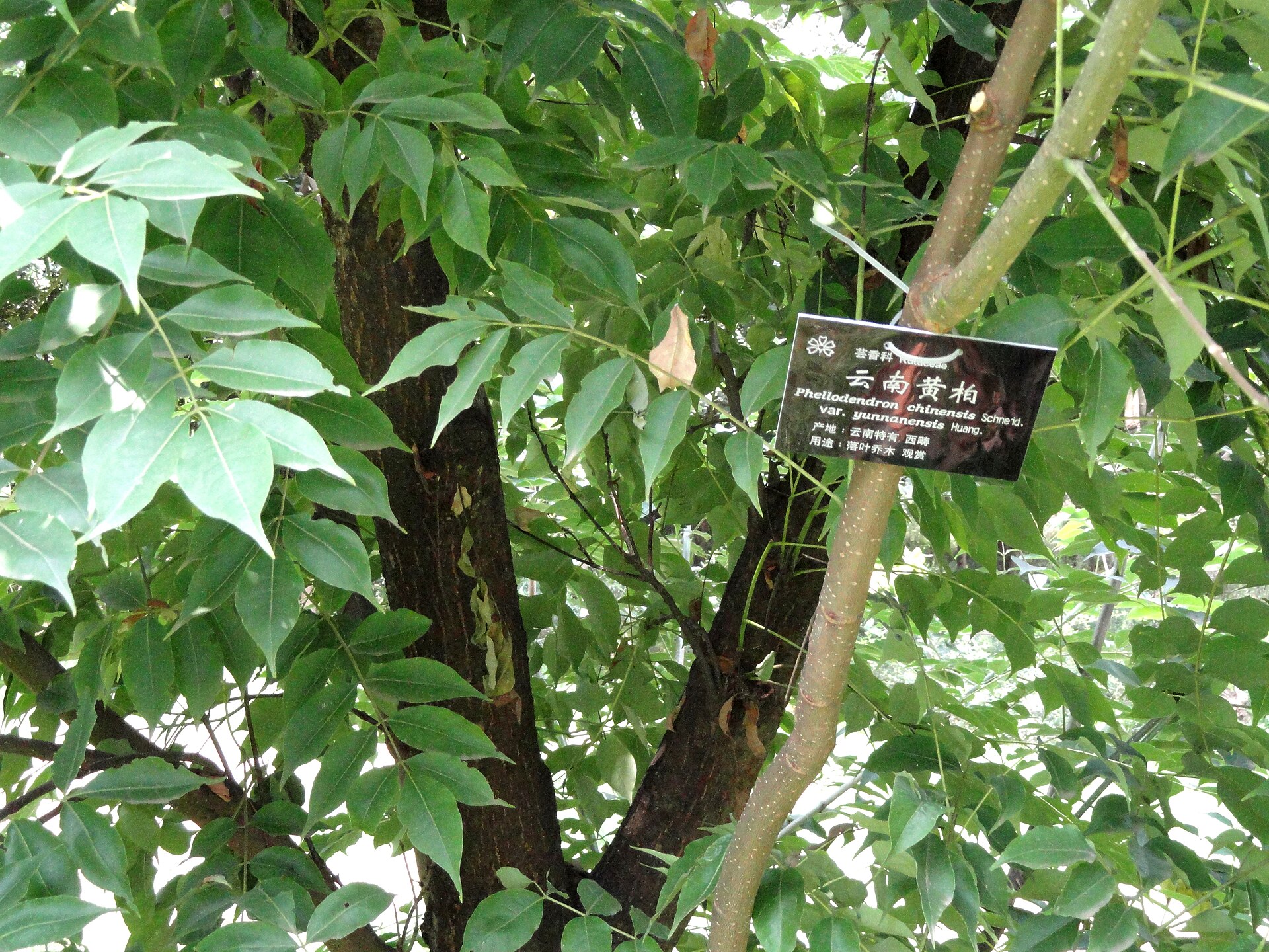 Imagem de referência de Phellodendron, descrito nos dados abertos como género de plantas