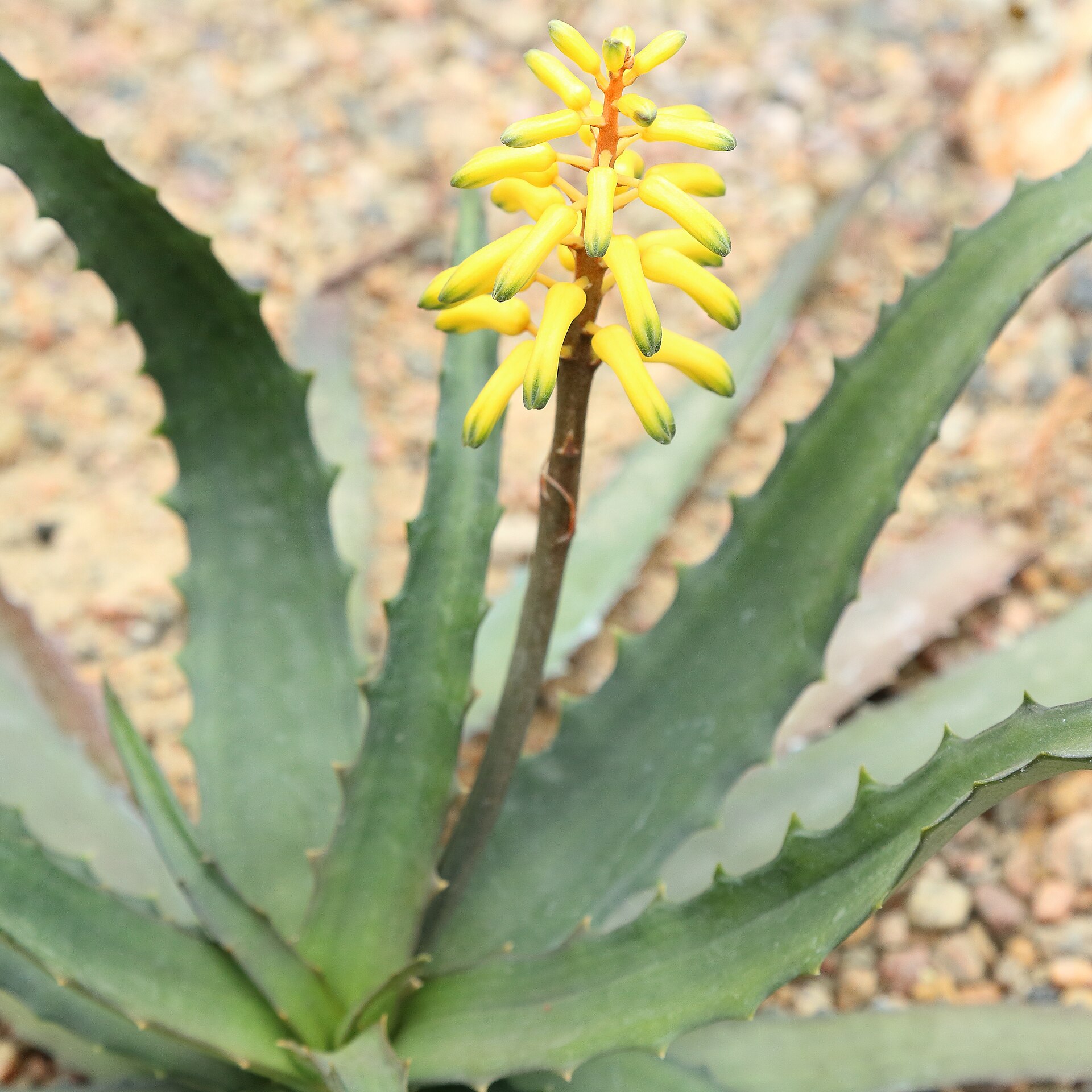 Imagem de referência relacionada a Aloe citrea, item descrito como espécie de planta
