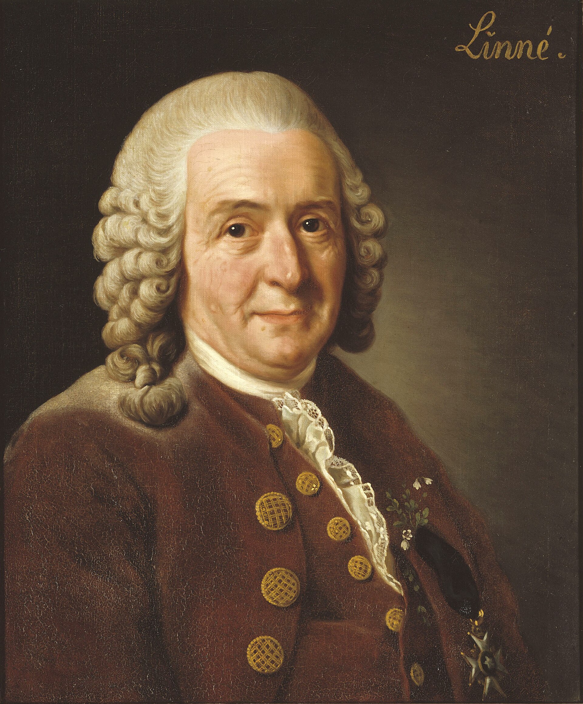 Imagem de referência de Carolus Linnaeus, descrito nos dados abertos como botânico, médico e zoólogo sueco (1707–1778)