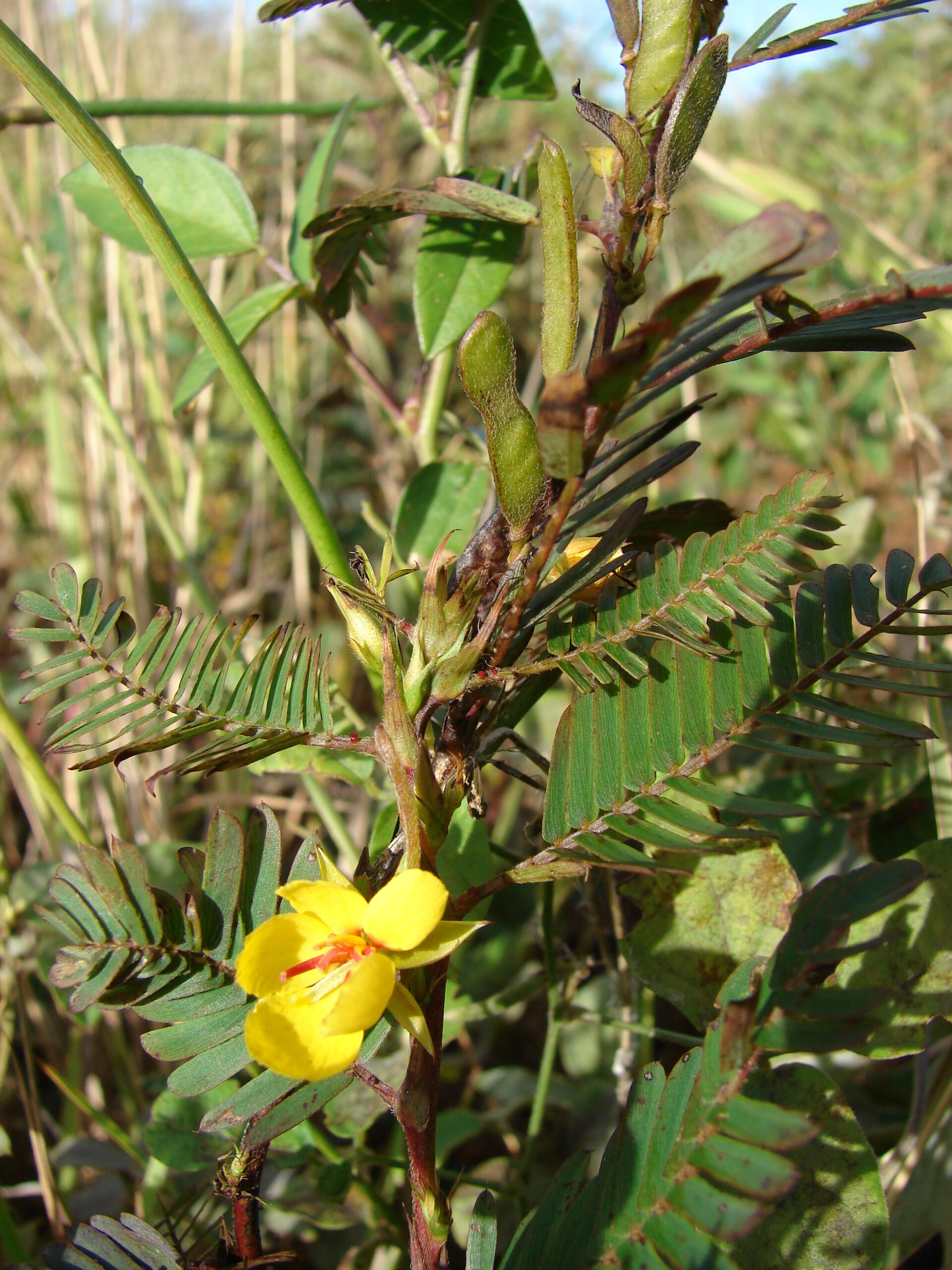 Imagem de referência de Chamaecrista, descrito nos dados abertos como género de plantas