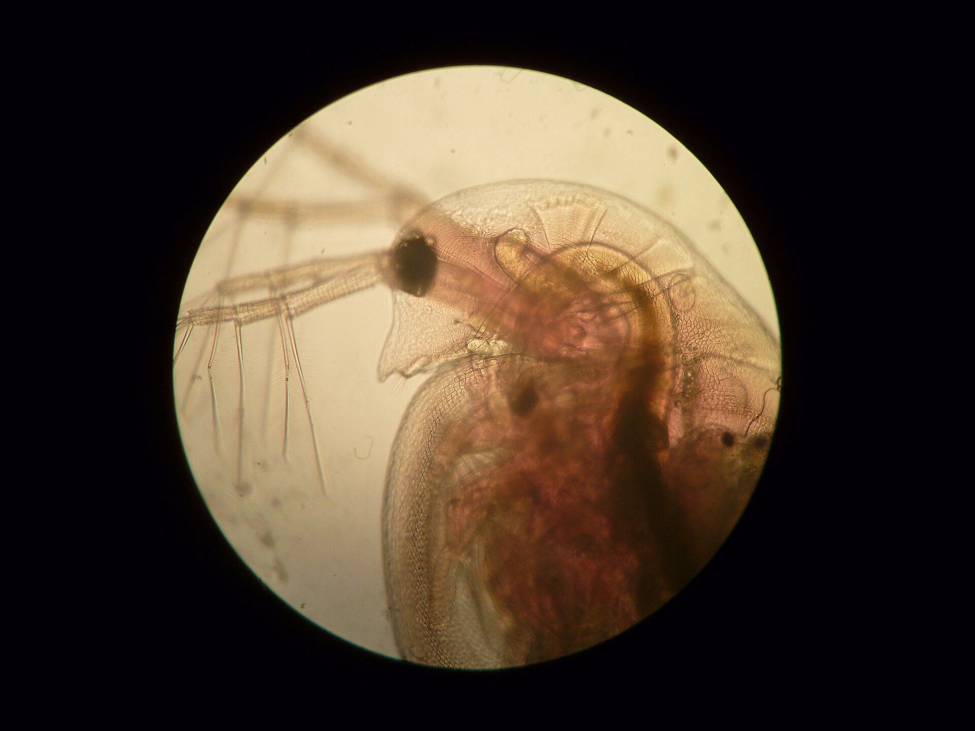 Imagem de referência de Daphnia pulex, descrito nos dados abertos como artrópode microcrustáceo da água doce