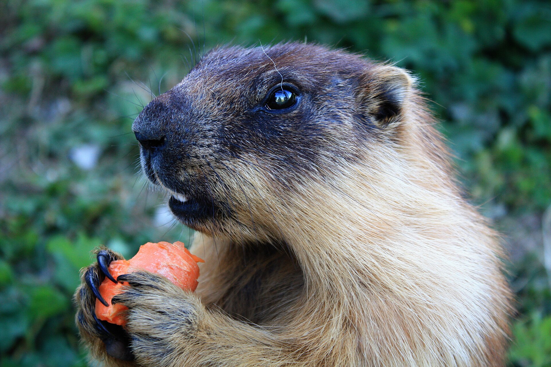 Imagem de referência de Marmota sibirica, descrito nos dados abertos como espécie de mamífero