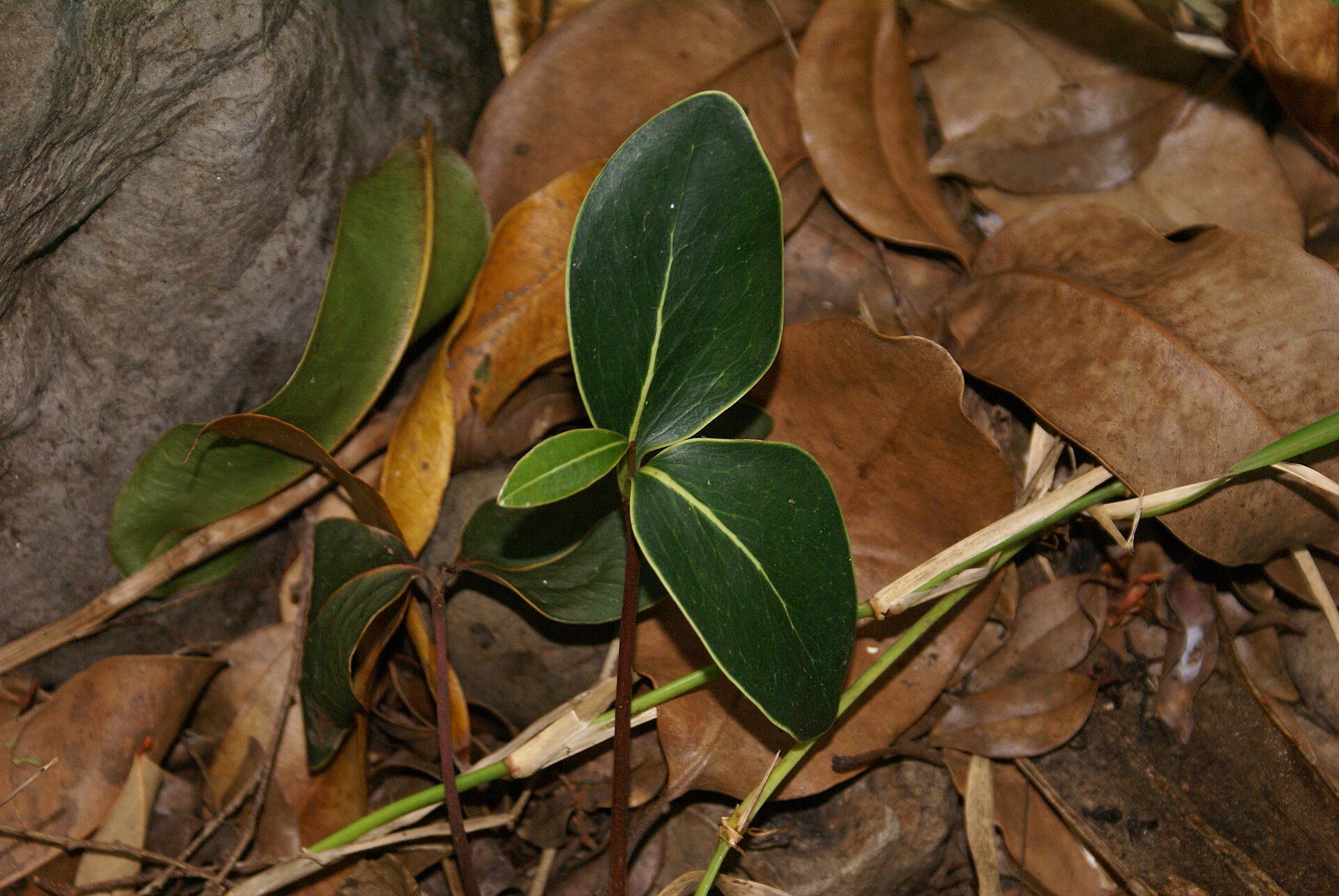Imagem de referência de Mimusops, descrito nos dados abertos como género de plantas