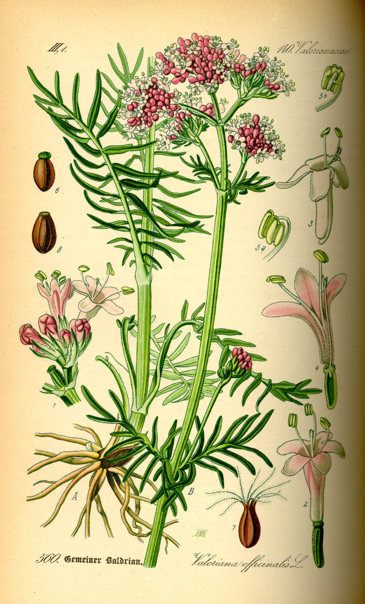 Imagem de referência de Valerianaceae, descrito nos dados abertos como subfamília de plantas da família Caprifoliaceae