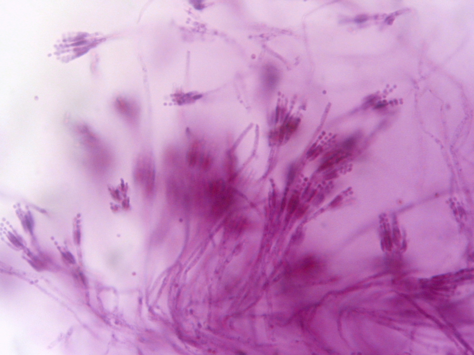Imagem de referência de Penicillium, descrito nos dados abertos como género de fungos
