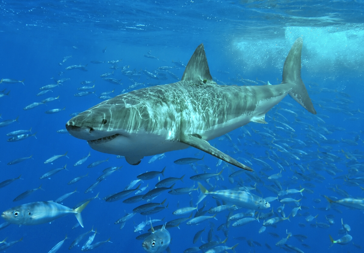 Imagem de referência de Elasmobrânquios, descrito nos dados abertos como subclasse de peixes cartilagíneos (Chondrichthyes)
