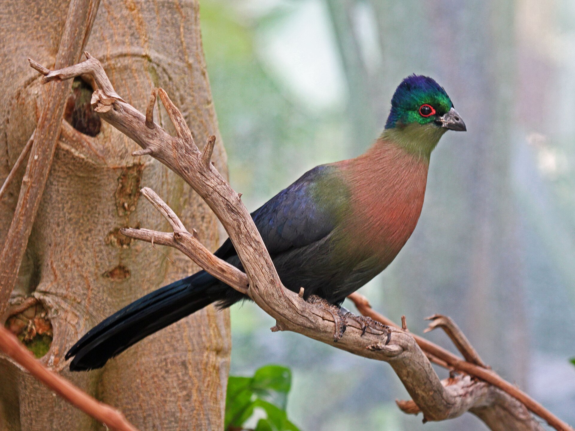 Imagem de referência de Turaco-de-crista-violeta, descrito nos dados abertos como espécie de ave