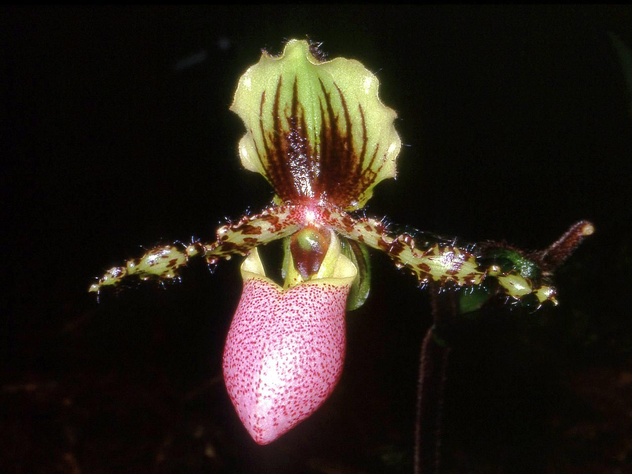 Imagem de referência de Paphiopedilum victoria-regina, descrito nos dados abertos como espécie de planta