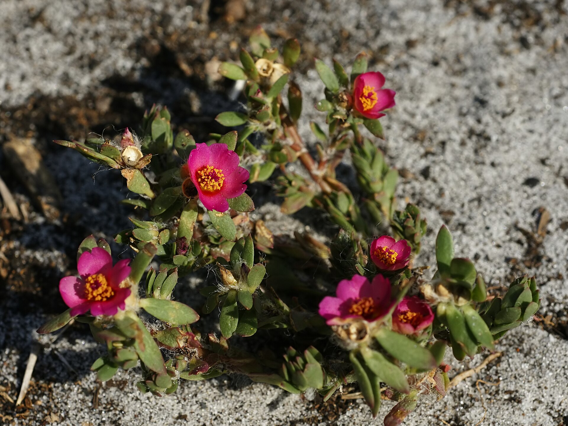 Imagem de referência de Portulaca, descrito nos dados abertos como género de plantas