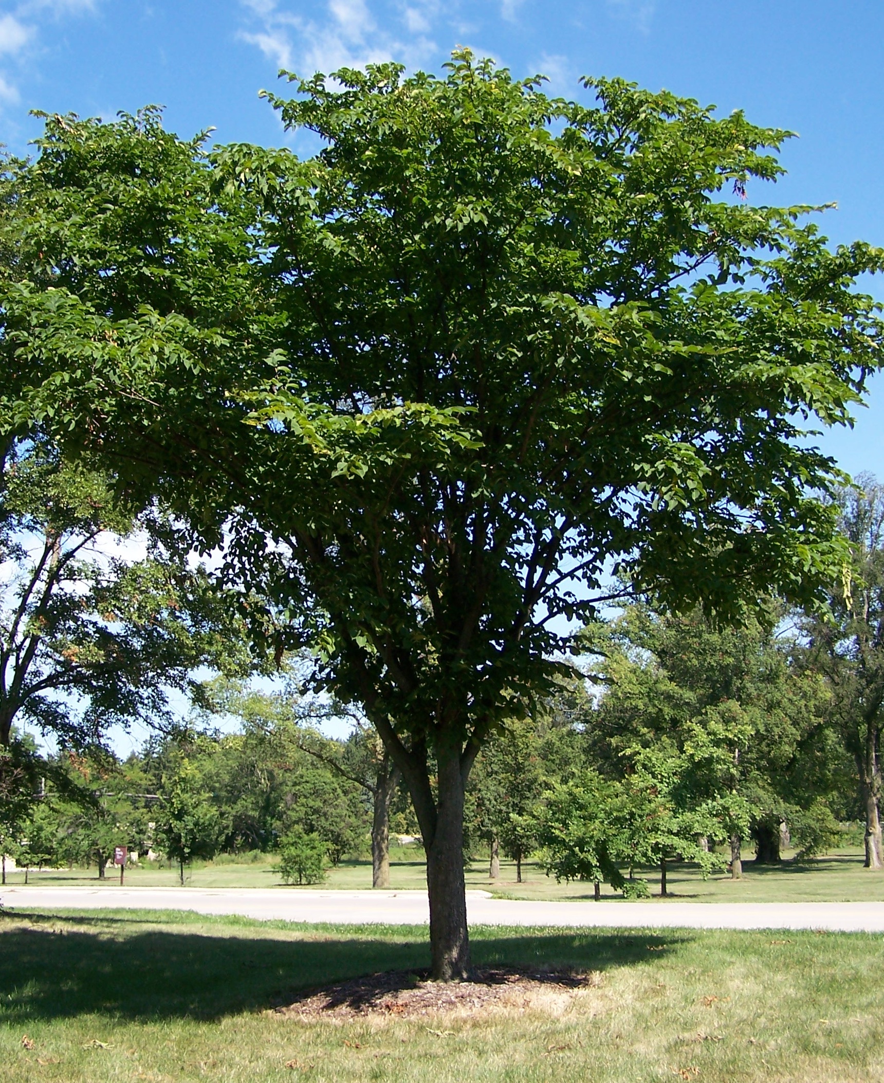 Imagem de referência de Ulmaceae, descrito nos dados abertos como família de plantas com flor, da ordem Rosales, que inclui os ulmeiros