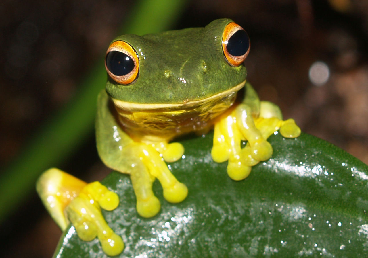 Imagem de referência de Litoria xanthomera, descrito nos dados abertos como espécie de anfíbio