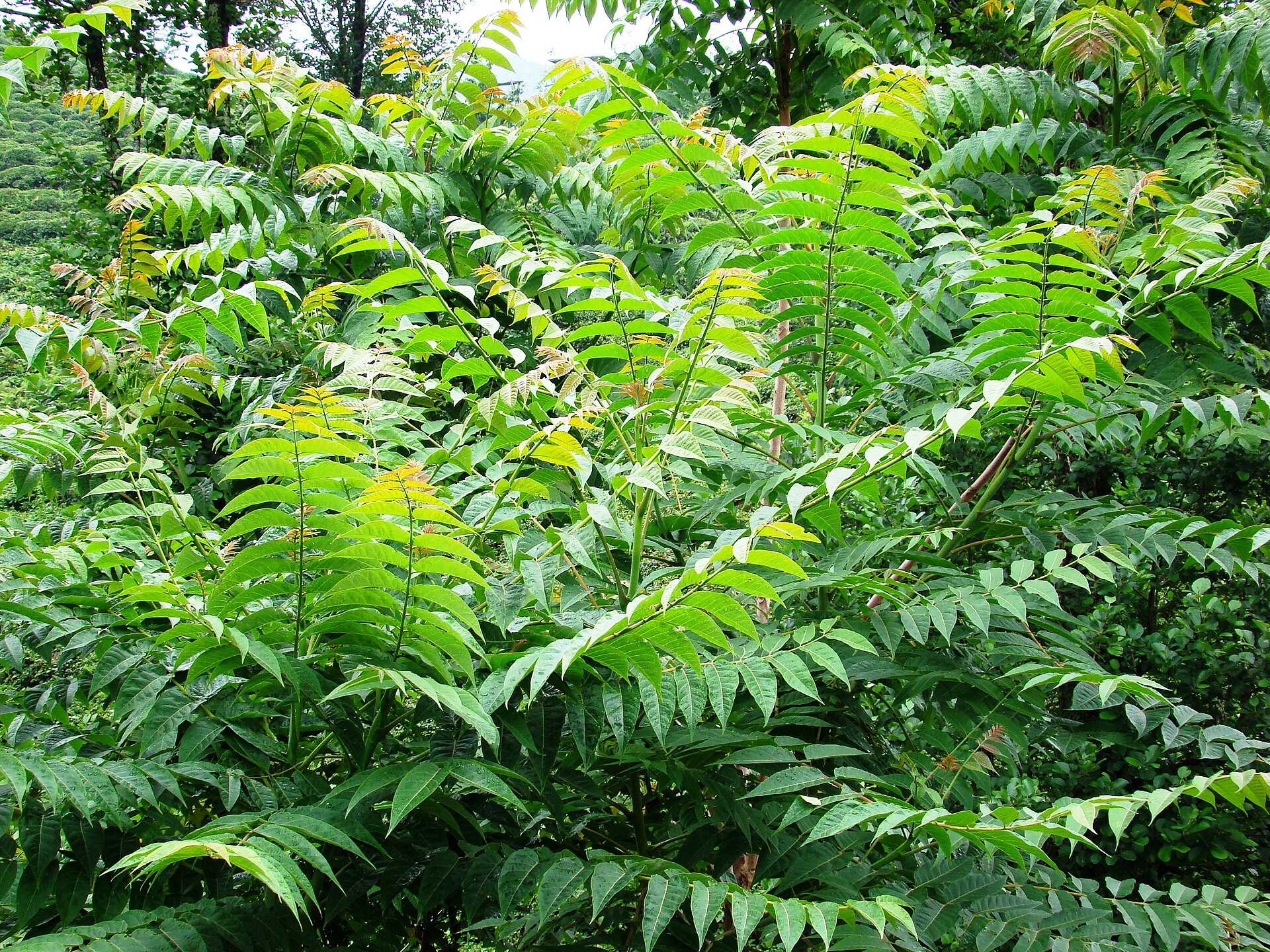 Imagem de referência de Ailanthus, descrito nos dados abertos como género de plantas