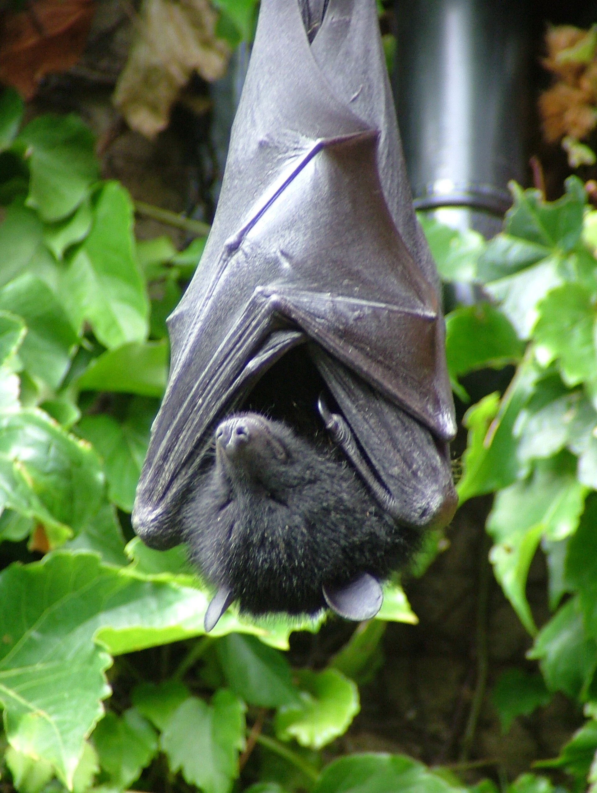 Imagem de referência de Pteropus livingstonii, descrito nos dados abertos como espécie de mamífero