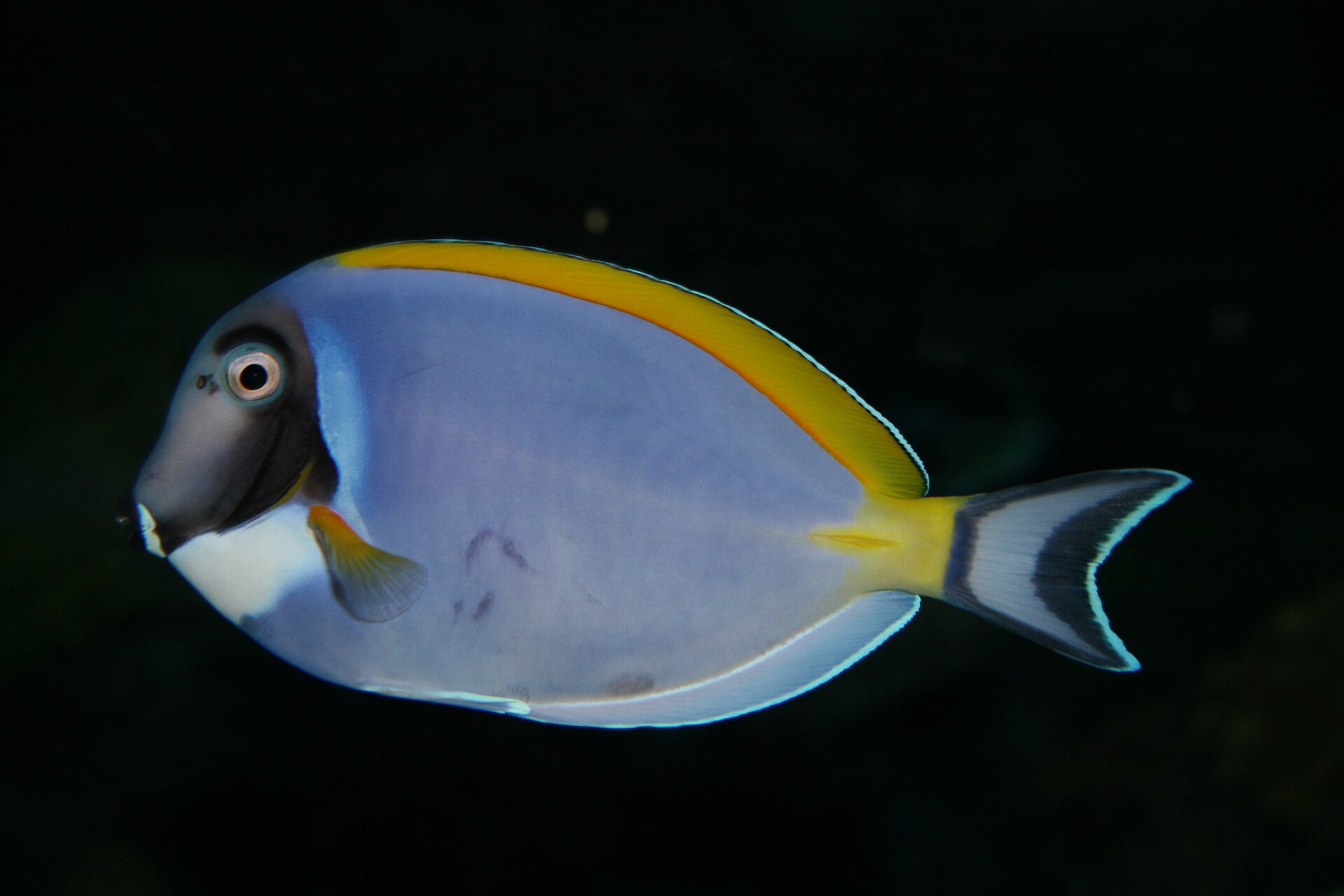 Imagem de referência relacionada a Acanthurus leucosternon, item descrito como peixe do gênero Acanthutus