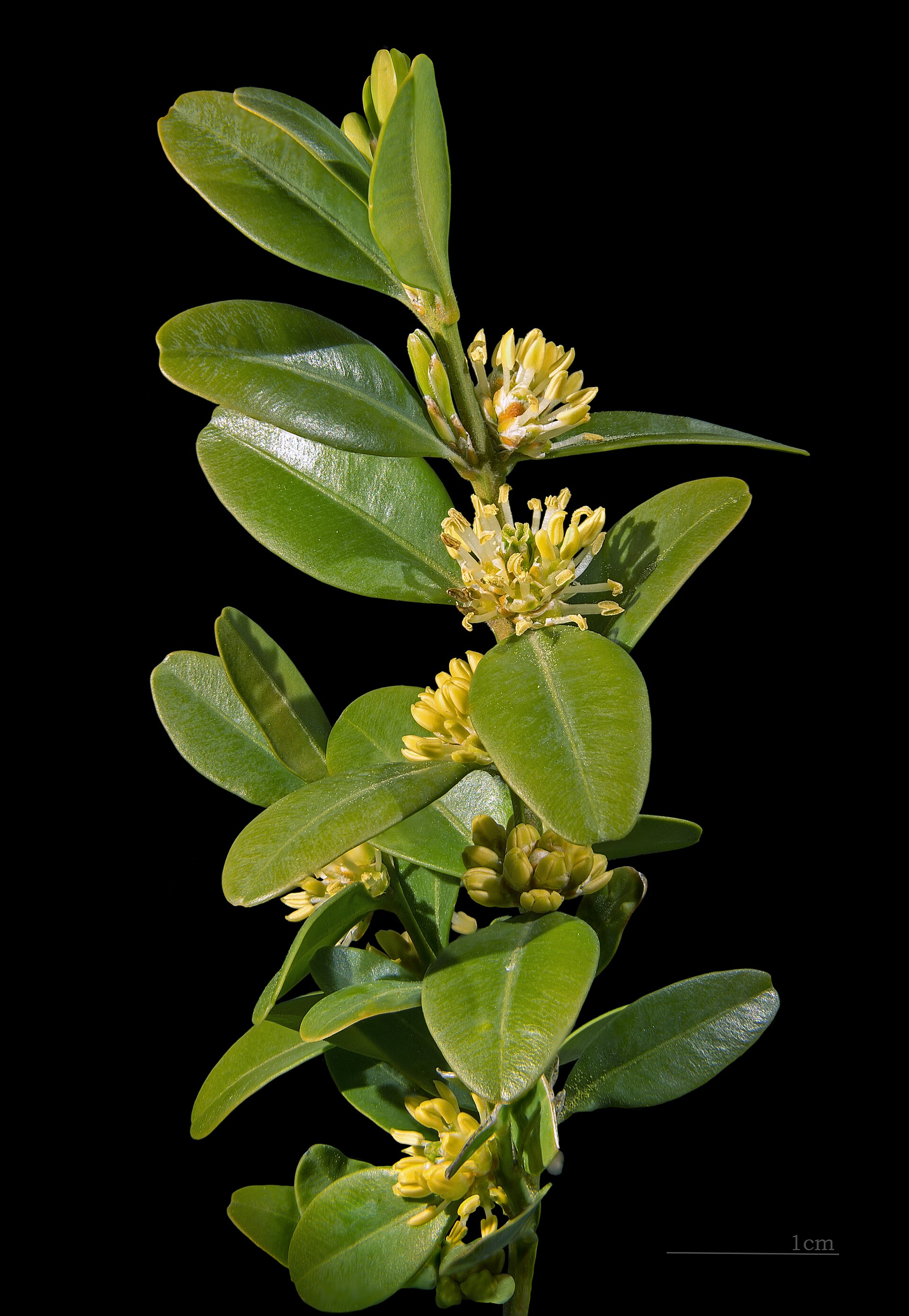 Imagem de referência de Buxus, descrito nos dados abertos como género de plantas