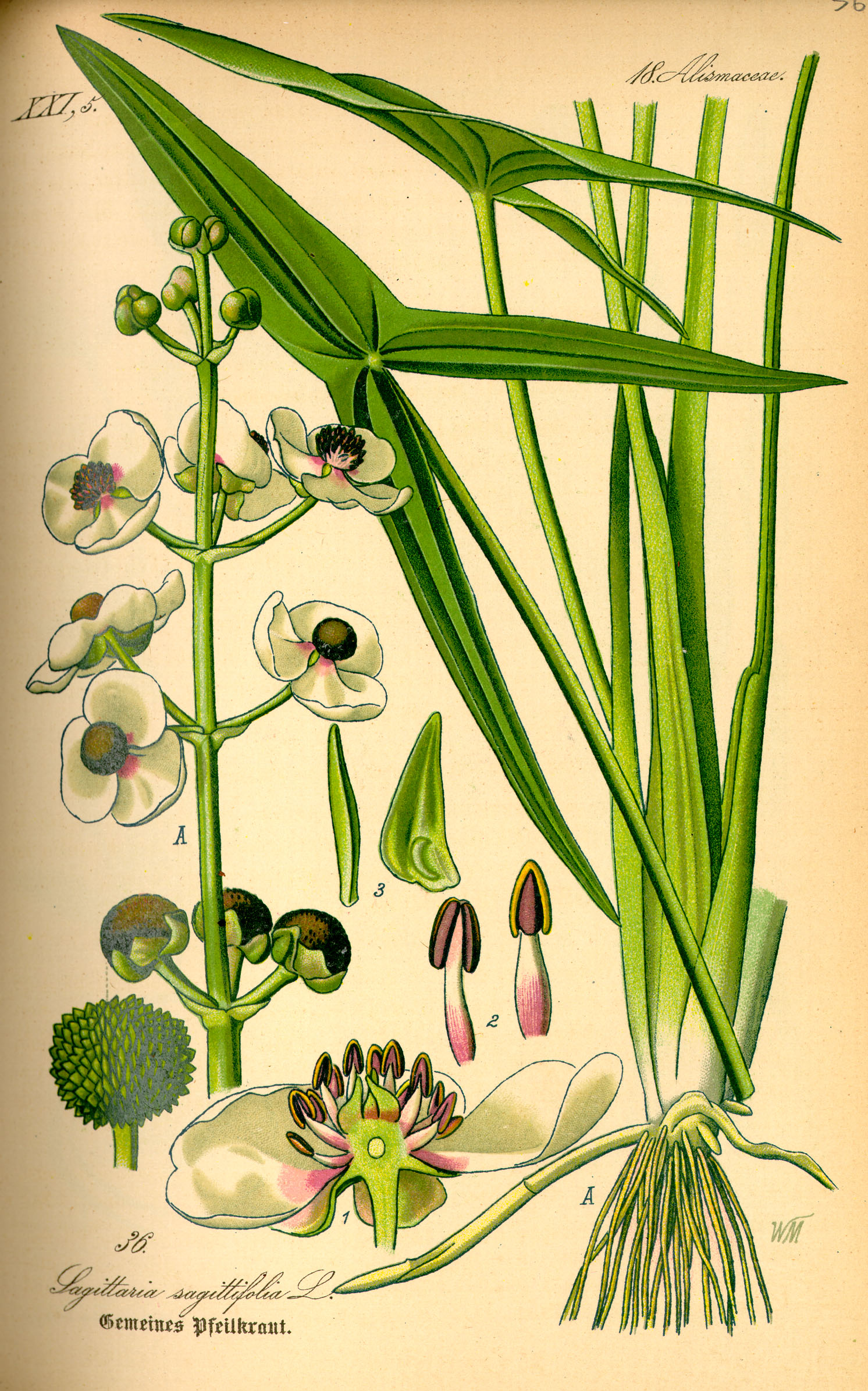 Imagem de referência de Sagittaria, descrito nos dados abertos como género de plantas