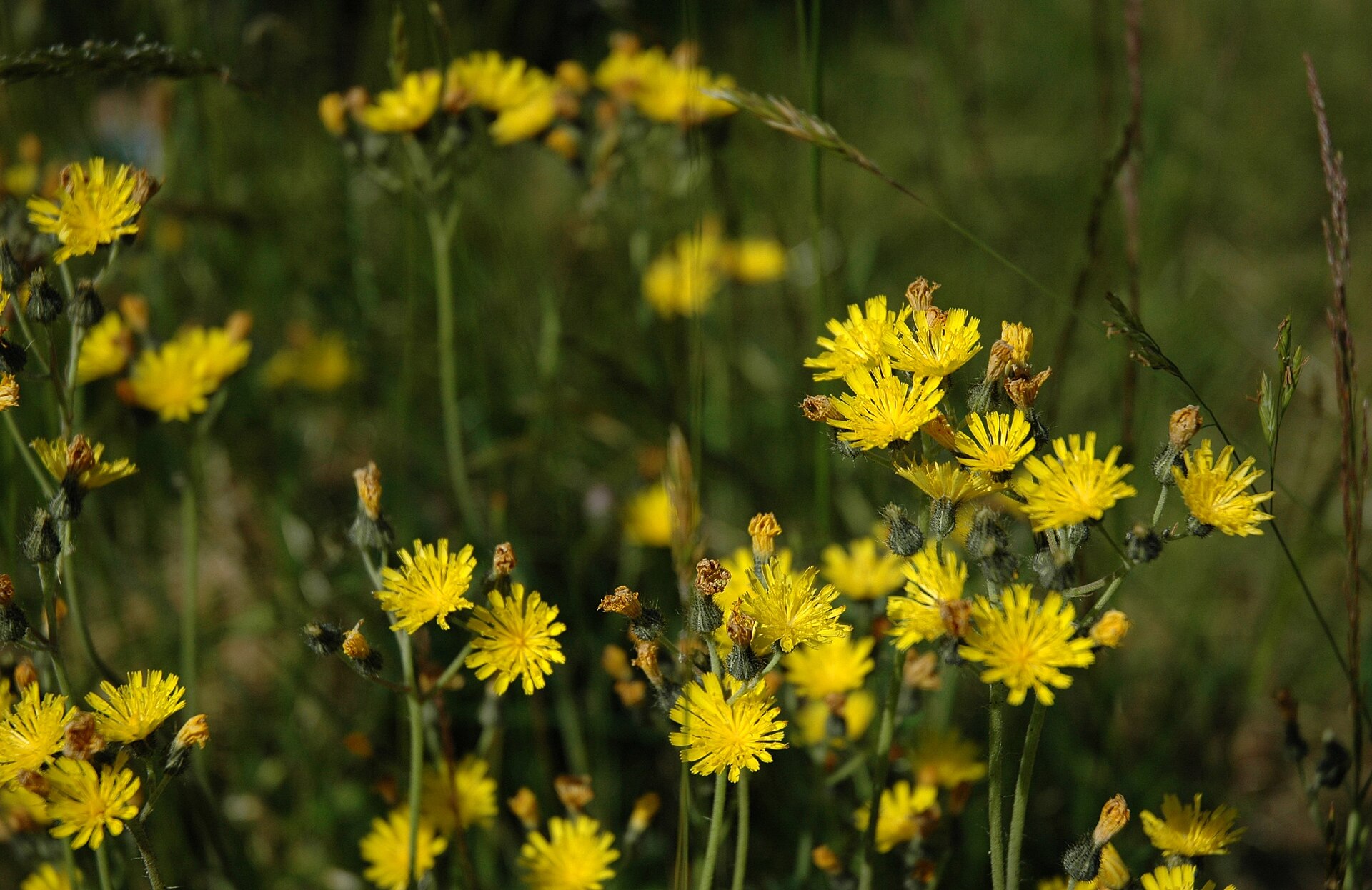 Imagem de referência de Hieracium, descrito nos dados abertos como género de plantas