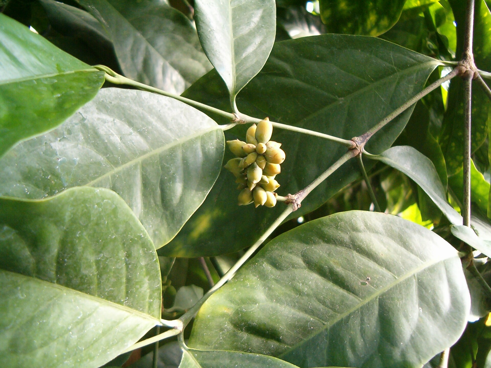 Imagem de referência de Gnetum, descrito nos dados abertos como género de plantas