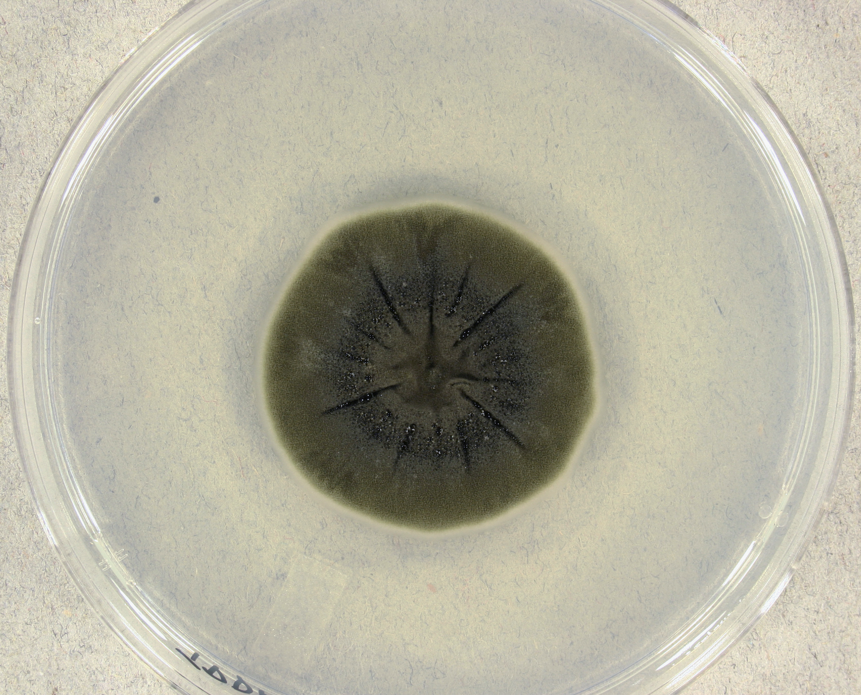 Imagem de referência relacionada a Cladosporium, item descrito como género de fungos