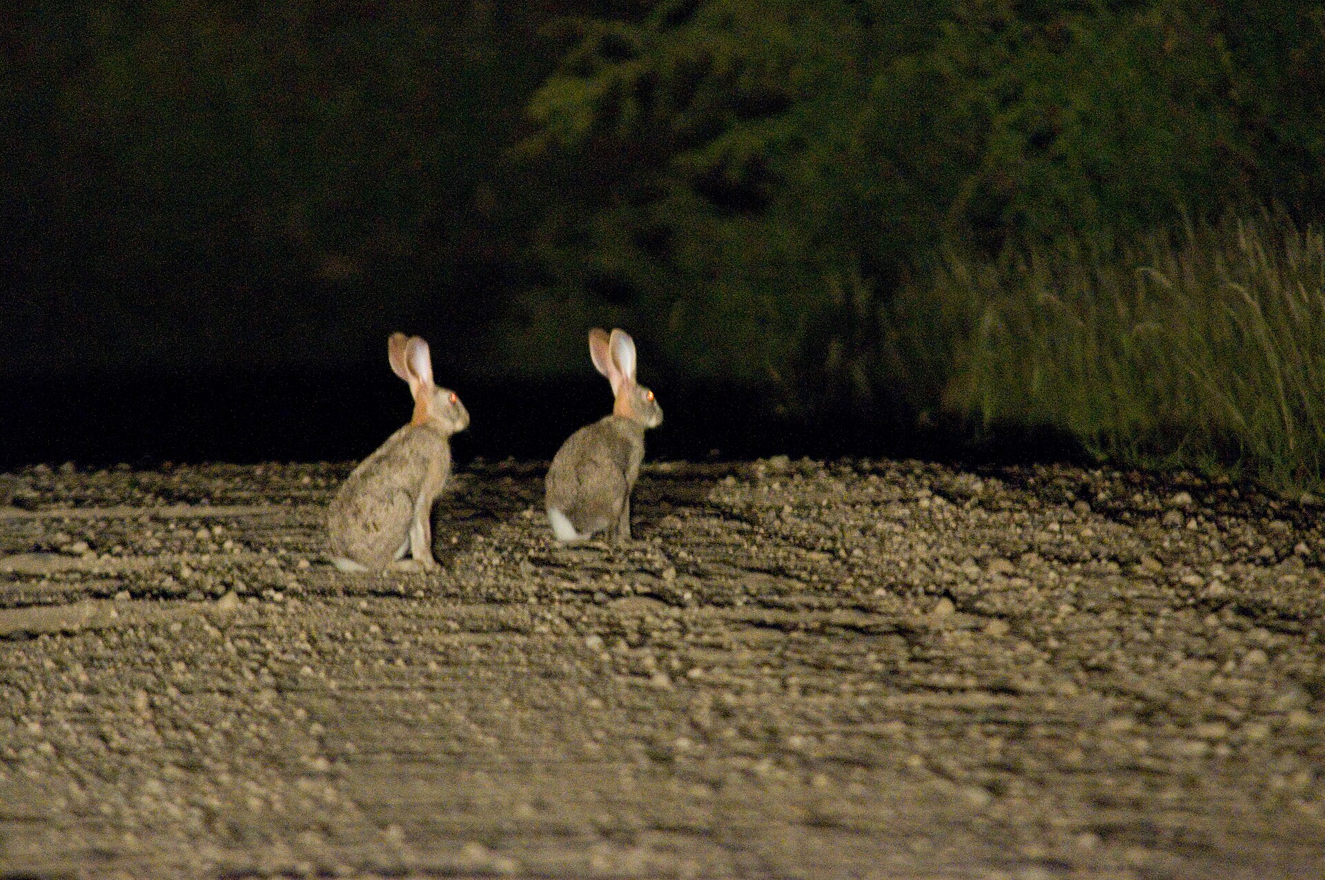 Imagem de referência relacionada a Lepus saxatilis, item descrito como espécie de mamífero