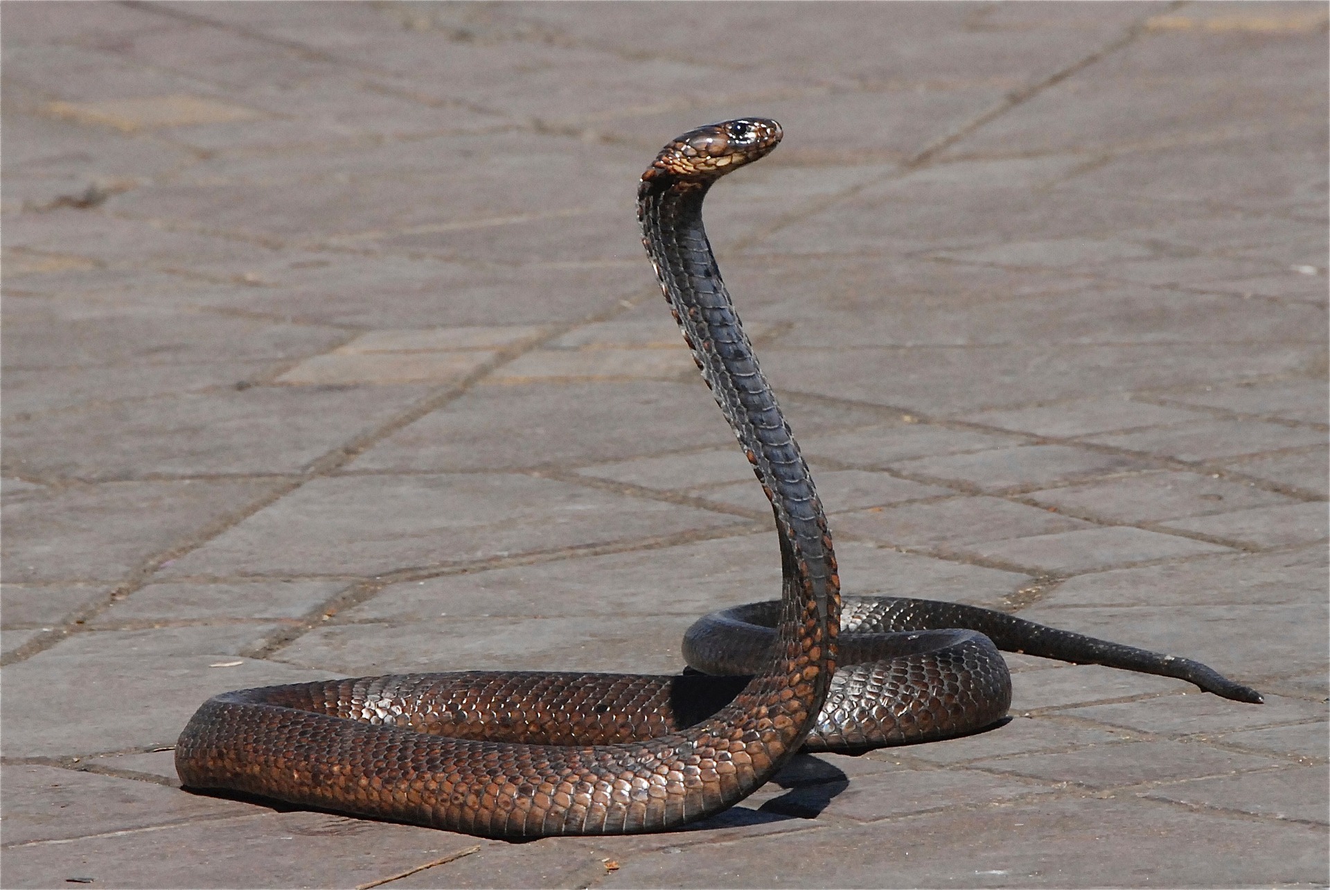 Imagem de referência de Naja haje, descrito nos dados abertos como espécie de réptil (cobra)