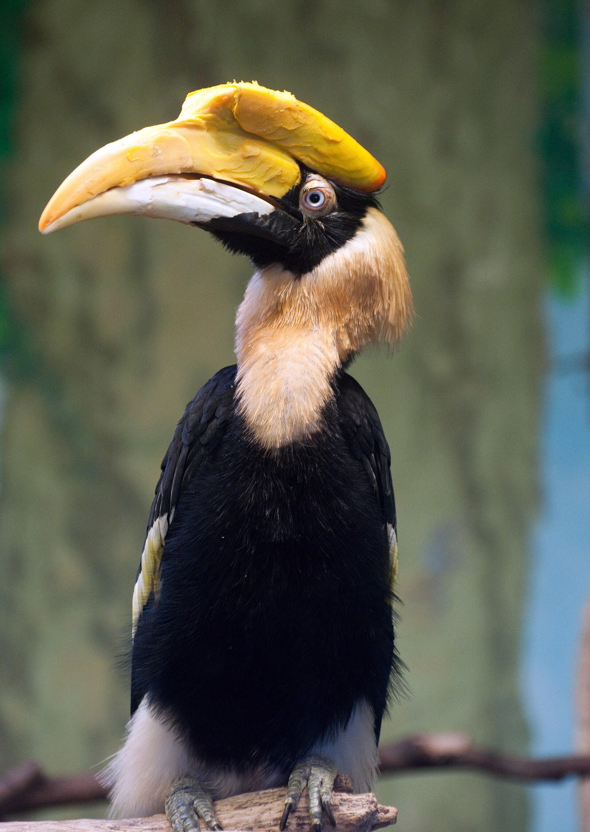 Imagem de referência de Buceros bicornis, descrito nos dados abertos como espécie de ave