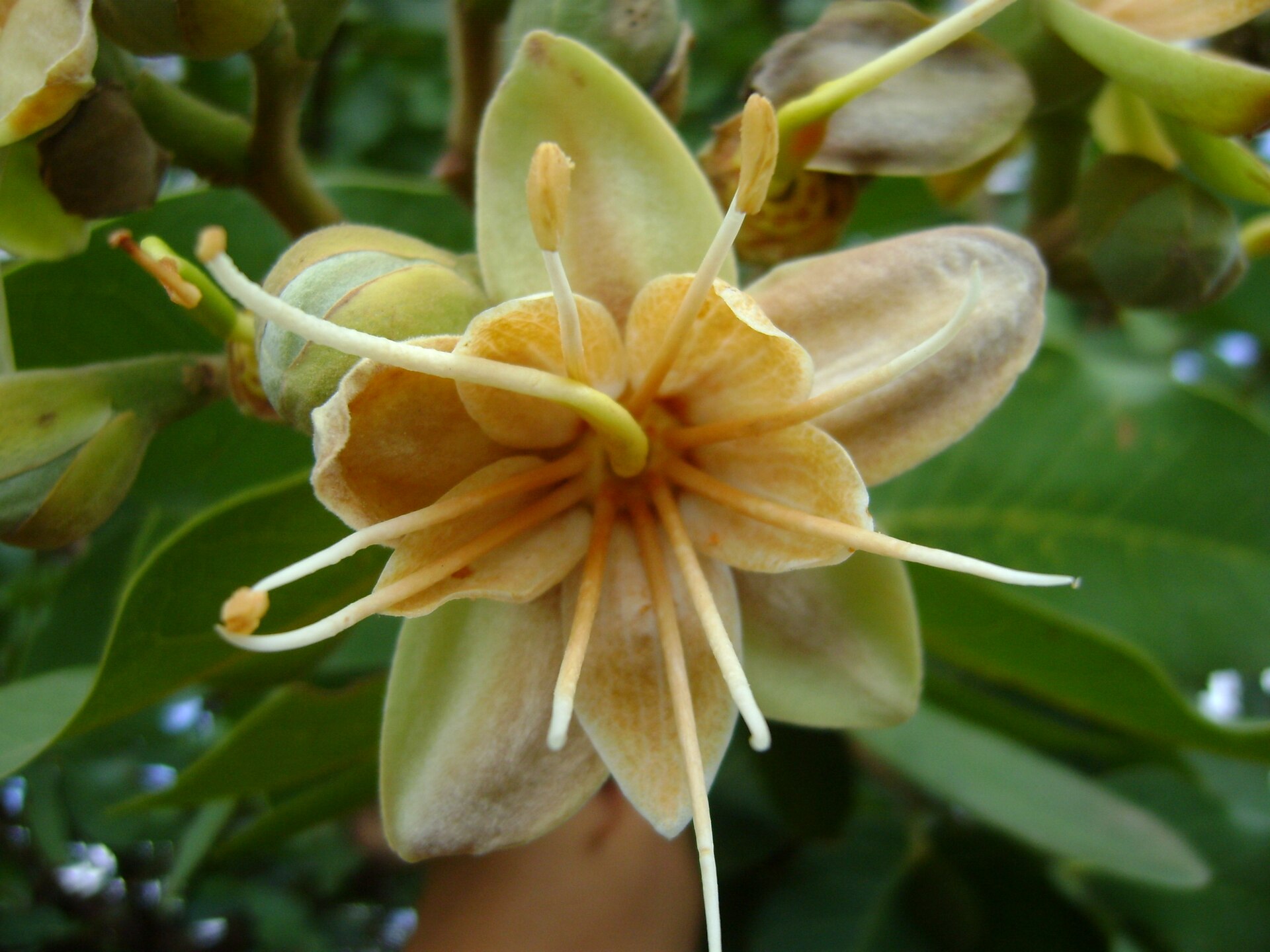 Imagem de referência de Hymenaea, descrito nos dados abertos como género de plantas