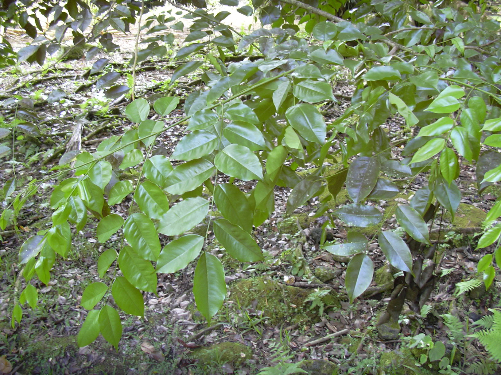 Imagem de referência de Pterocarpus, descrito nos dados abertos como género de plantas