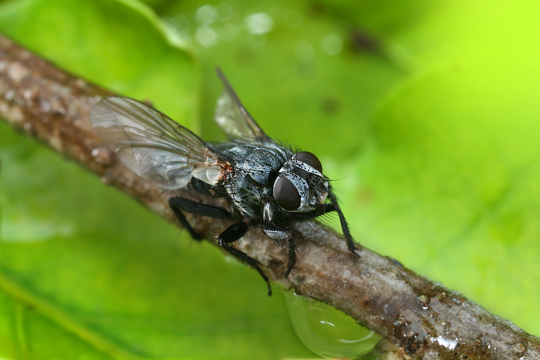Imagem de referência de Calliphora vicina, descrito nos dados abertos como espécie de inseto