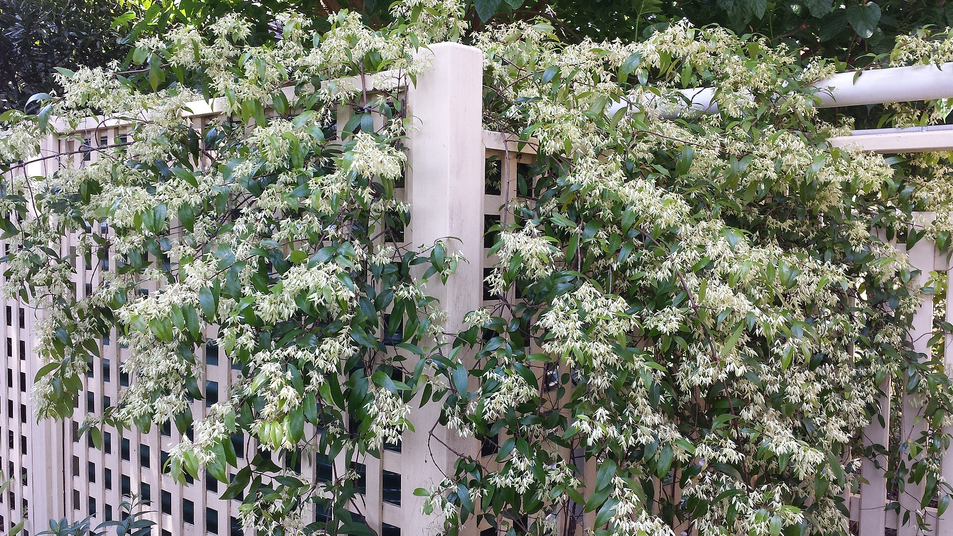 Imagem de referência relacionada a Aphanopetalaceae, item descrito como género de plantas