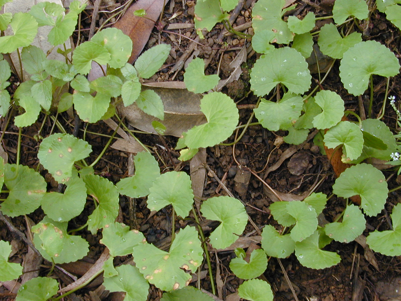 Imagem de referência de Centella, descrito nos dados abertos como género de plantas