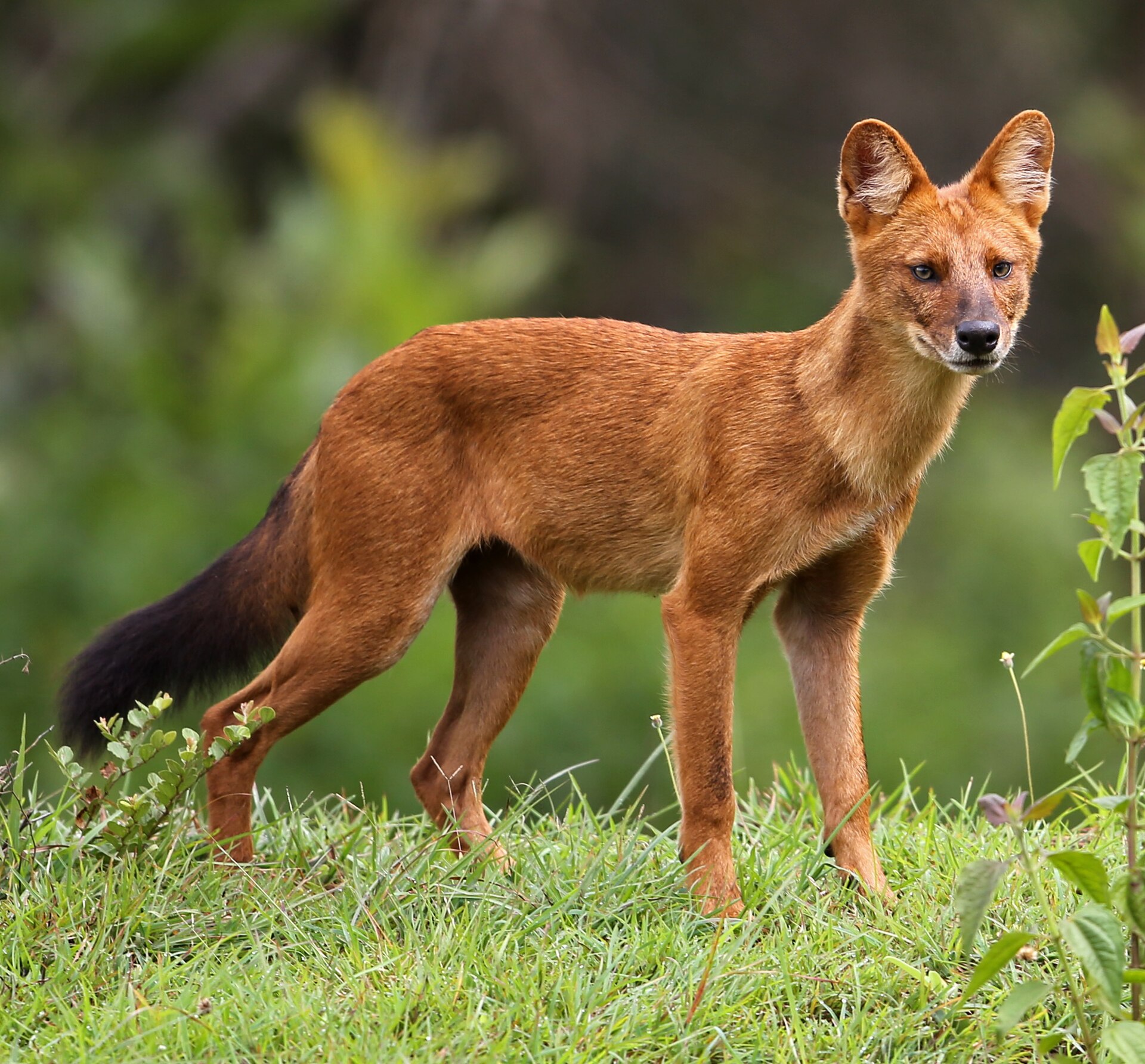 Imagem de referência relacionada a Cão-selvagem-asiático, item descrito como espécie da família Canidae