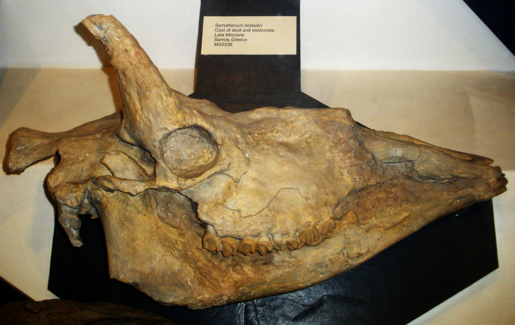 Imagem de referência de Samotherium, descrito nos dados abertos como género de mamíferos