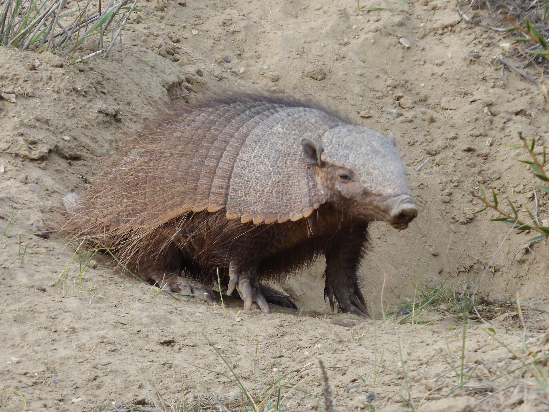 Imagem de referência de Chaetophractus villosus, descrito nos dados abertos como espécie de mamífero
