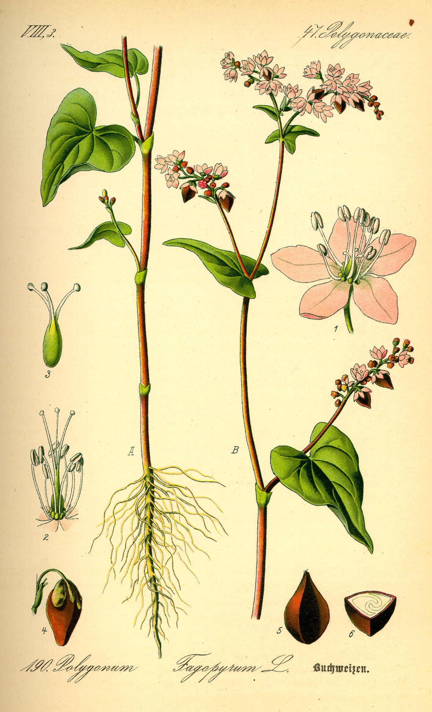 Imagem de referência de Fagopyrum, descrito nos dados abertos como género de plantas