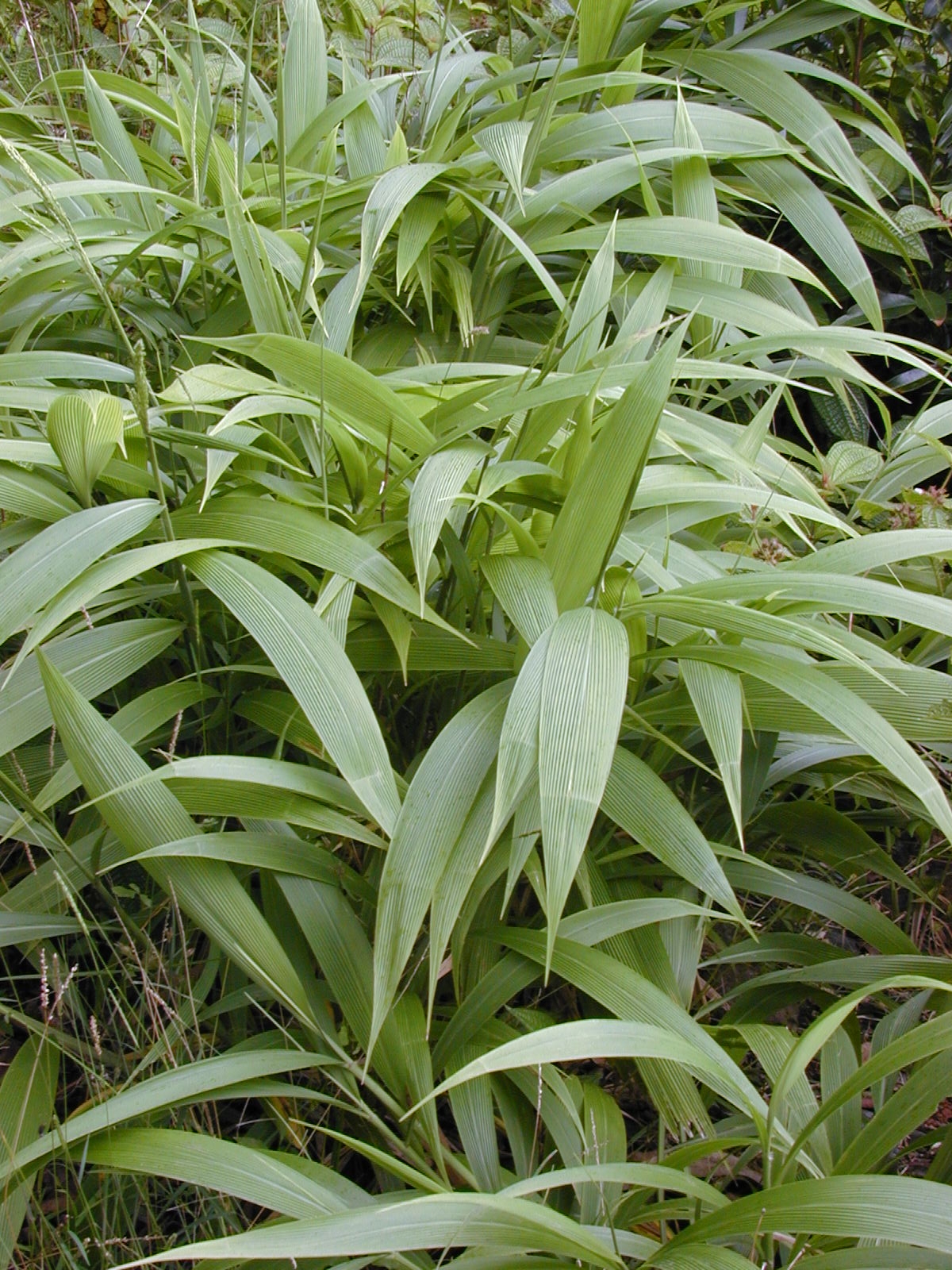 Imagem de referência de Setaria palmifolia, descrito nos dados abertos como espécie de planta