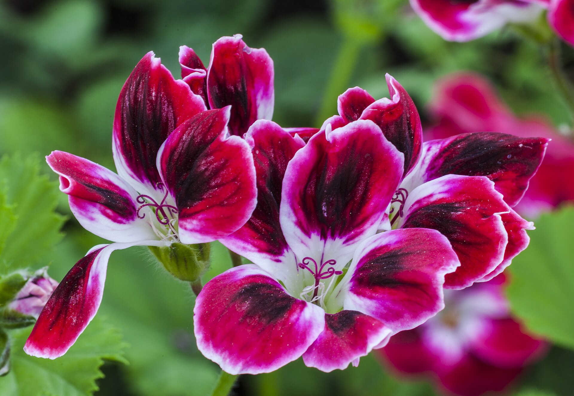 Imagem de referência de Pelargonium, descrito nos dados abertos como género de plantas