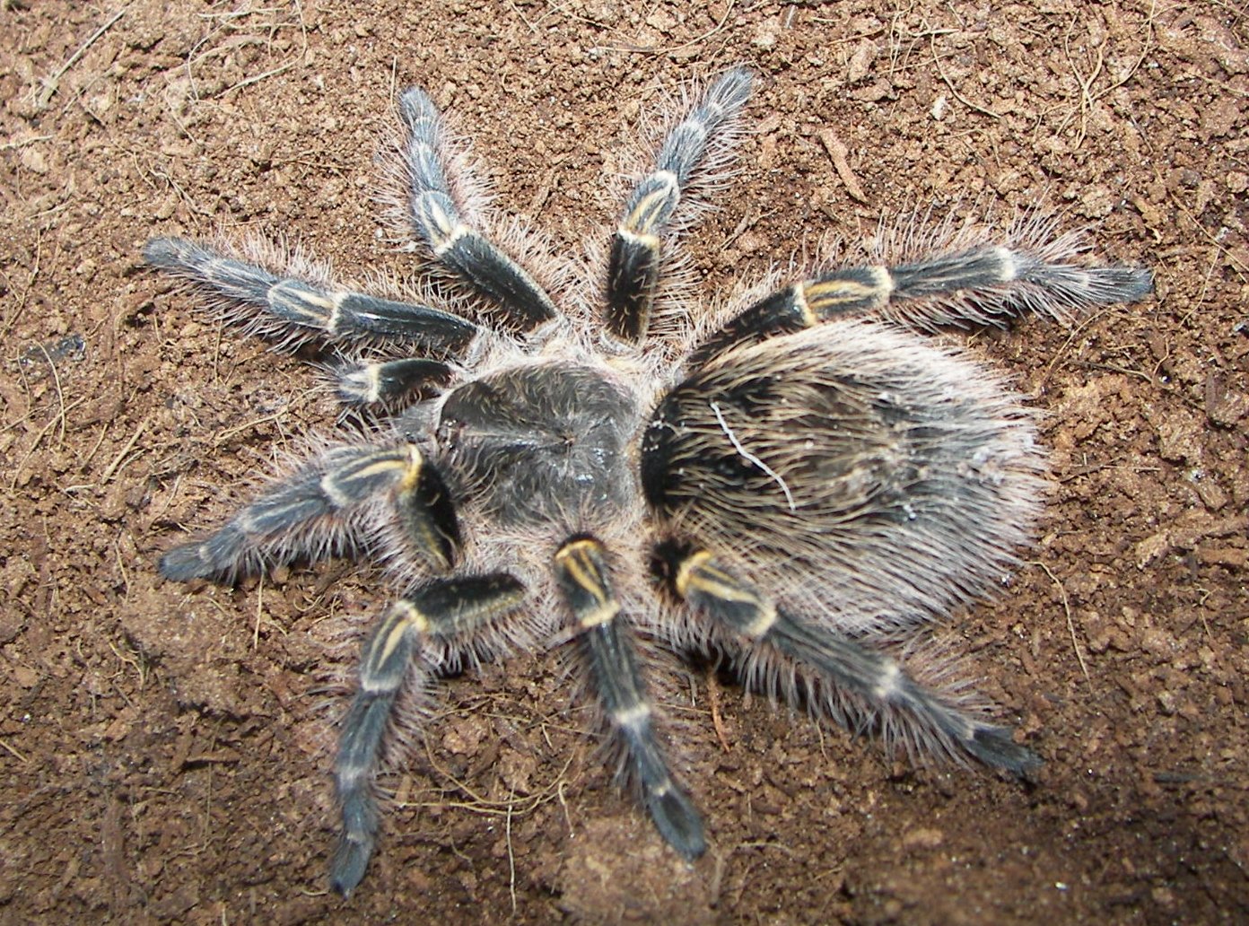 Imagem de referência relacionada a Grammostola aureostriata, item descrito como espécie de aracnídeo