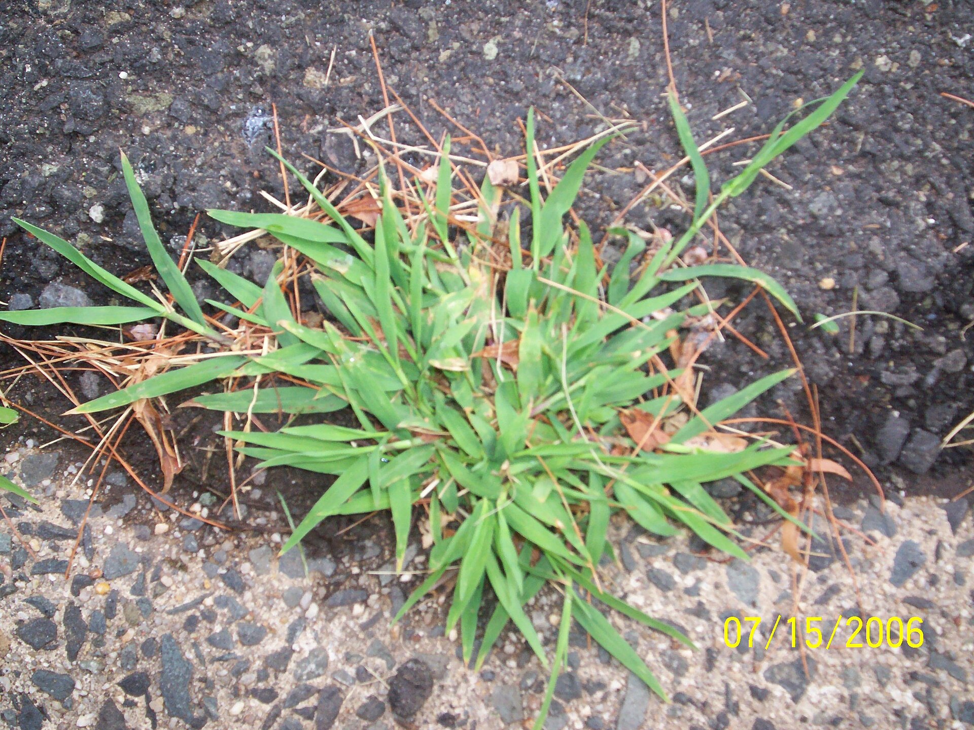 Imagem de referência de Digitaria, descrito nos dados abertos como género de plantas