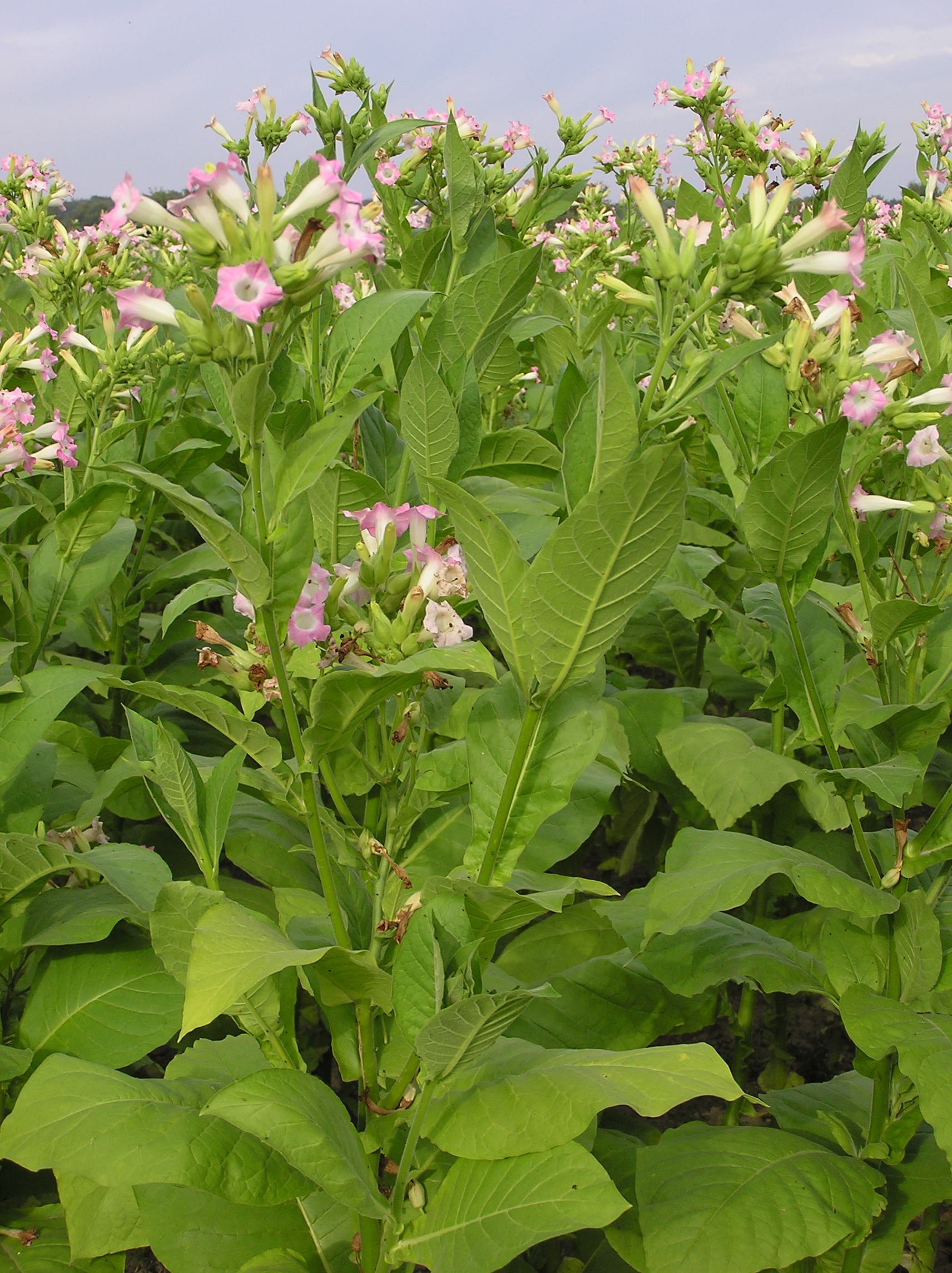 Imagem de referência de Nicotiana, descrito nos dados abertos como género de plantas
