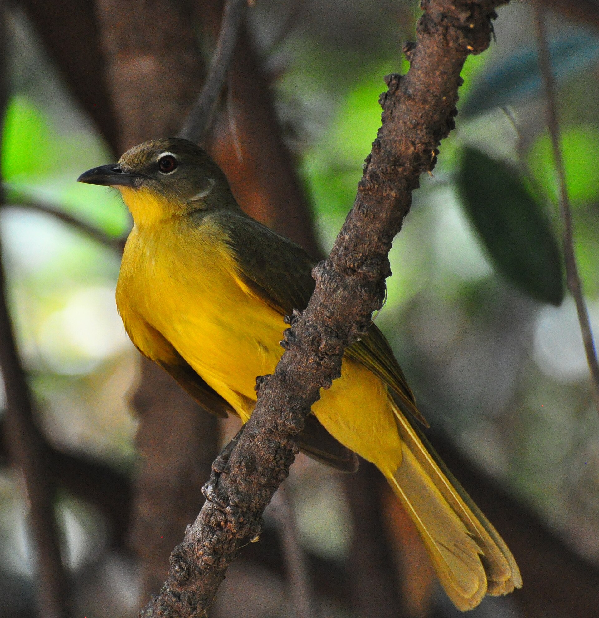 Imagem de referência de Chlorocichla flaviventris, descrito nos dados abertos como espécie de ave