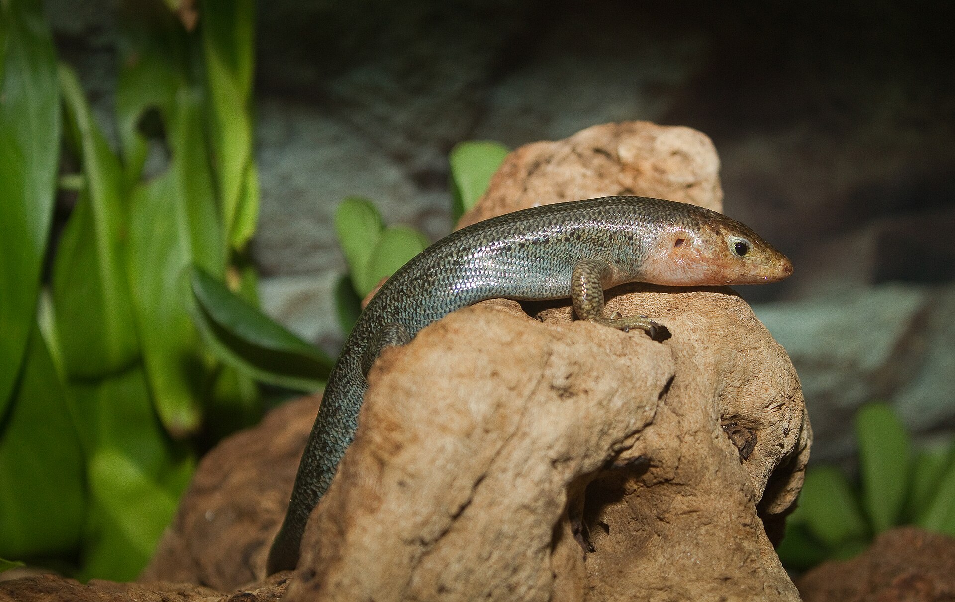 Imagem de referência relacionada a Plestiodon longirostris, item descrito como registro de referência sobre Plestiodon longirostris, organizado a partir de dados estruturados abertos