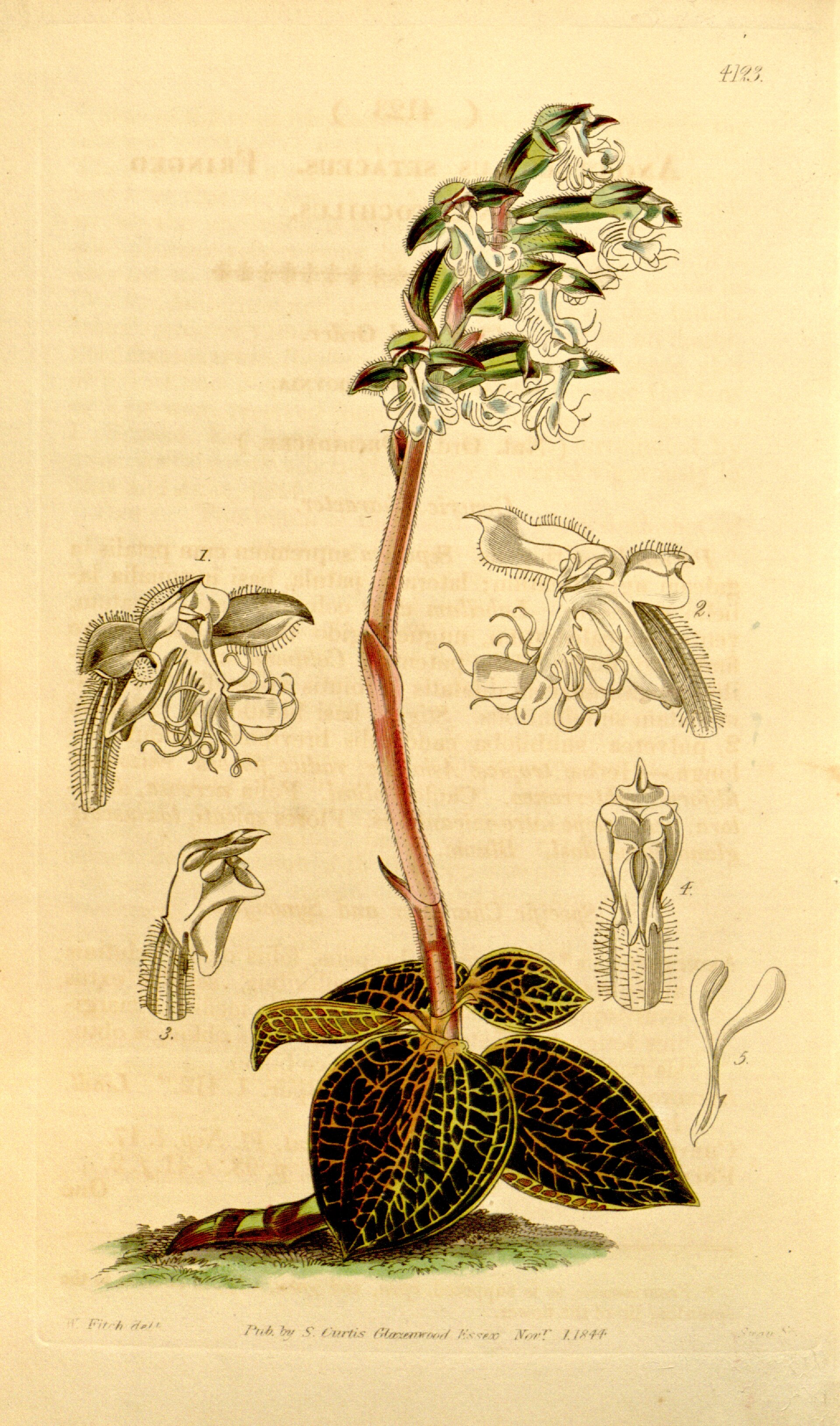 Imagem de referência de Anoectochilus, descrito nos dados abertos como género de plantas