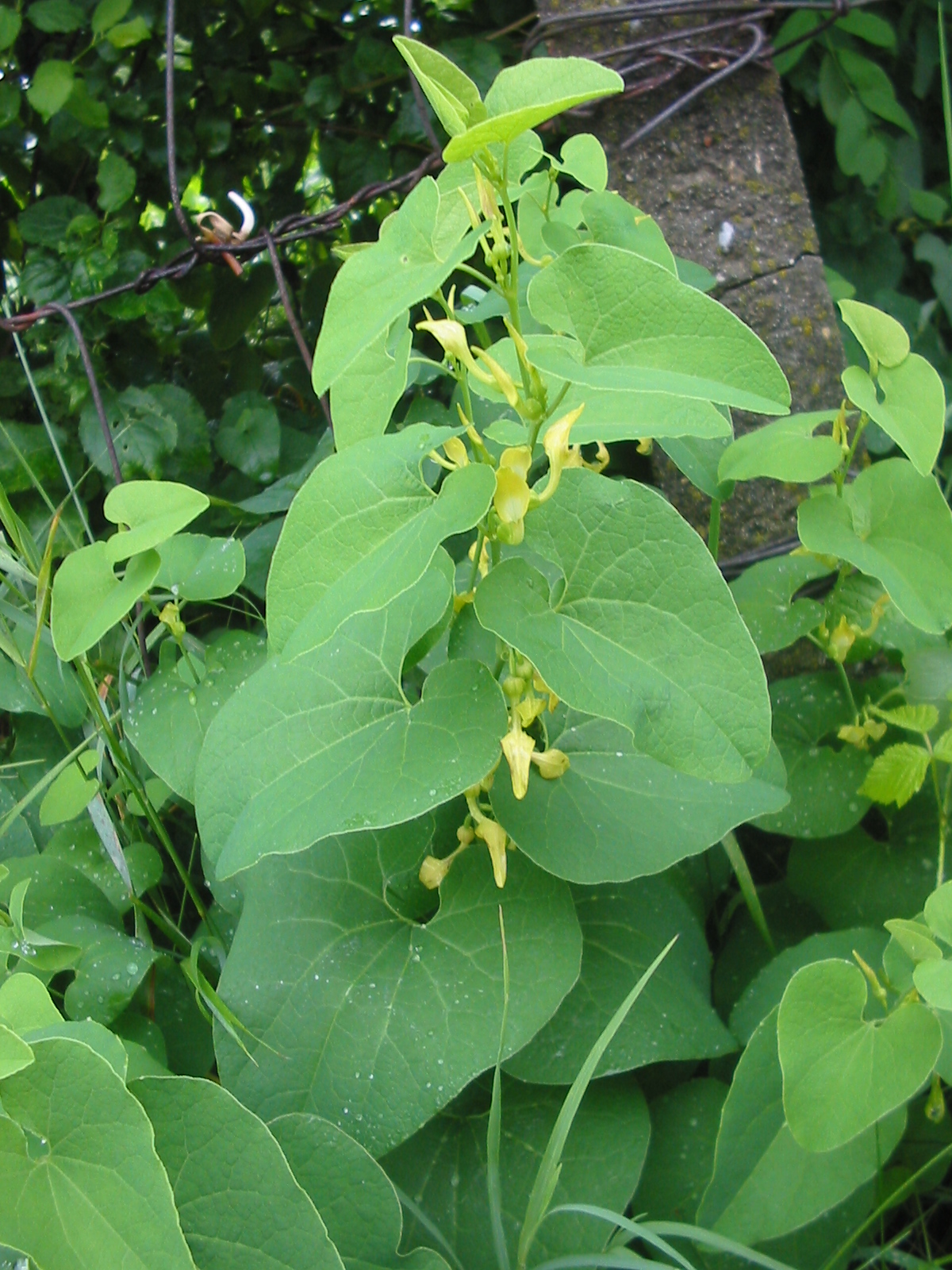 Imagem de referência de Aristolochia, descrito nos dados abertos como género de plantas