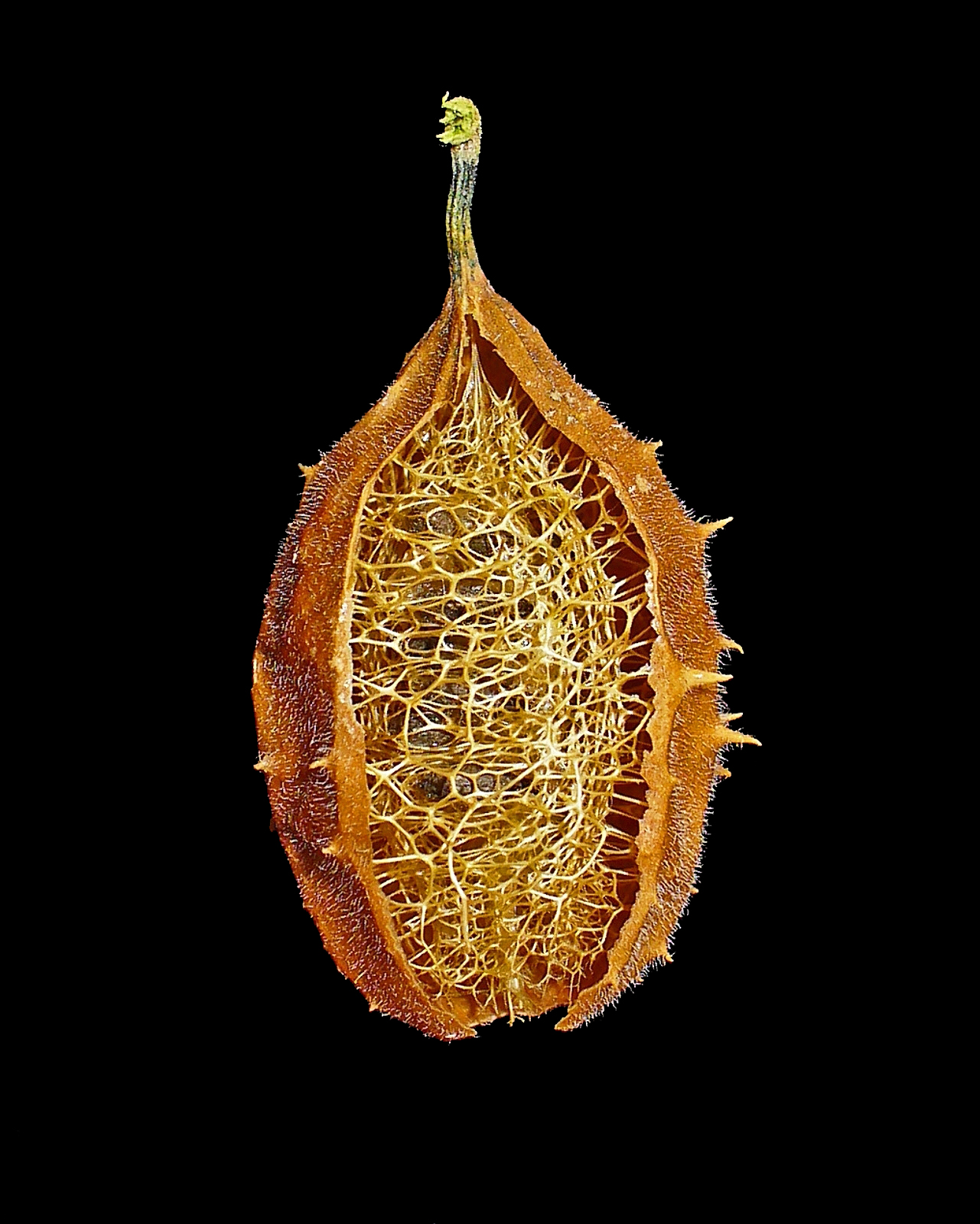 Imagem de referência de Luffa, descrito nos dados abertos como género de plantas