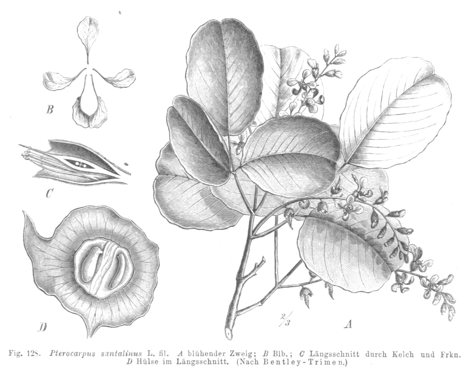 Imagem de referência relacionada a Pterocarpus, item descrito como género de plantas