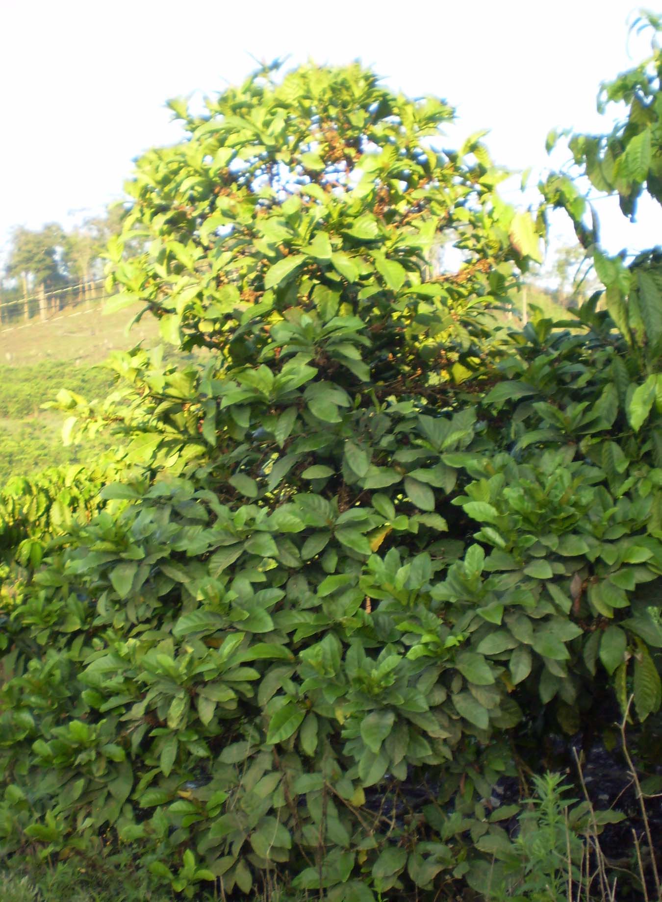 Imagem de referência relacionada a Coffea liberica, item descrito como espécie de planta